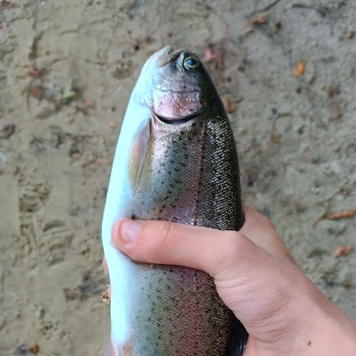Rainbow trout caught on Fishbrain