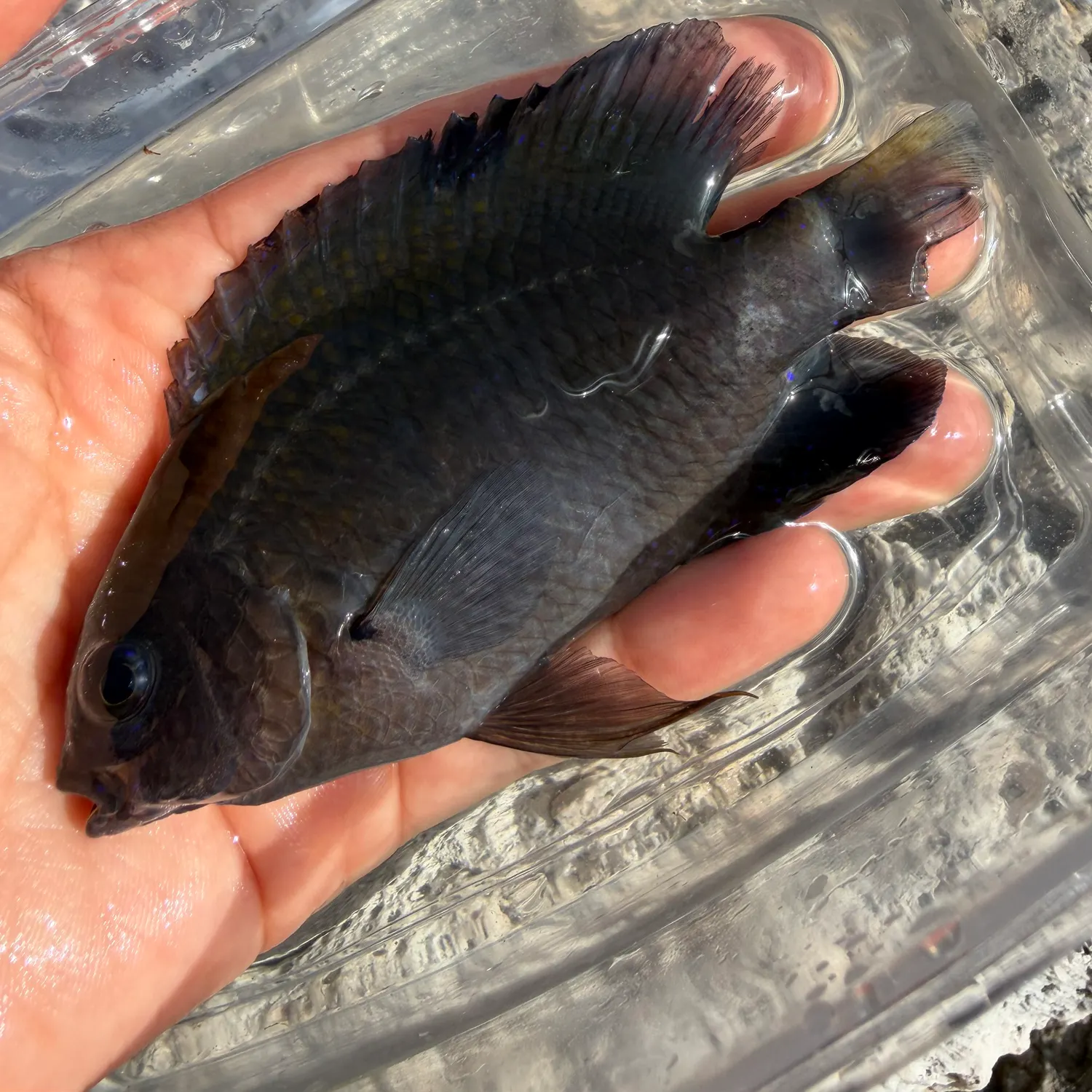 The most recent Dusky damselfish catches on Fishbrain