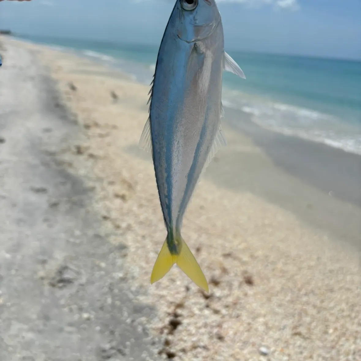 The most recent Leatherjack catches on Fishbrain