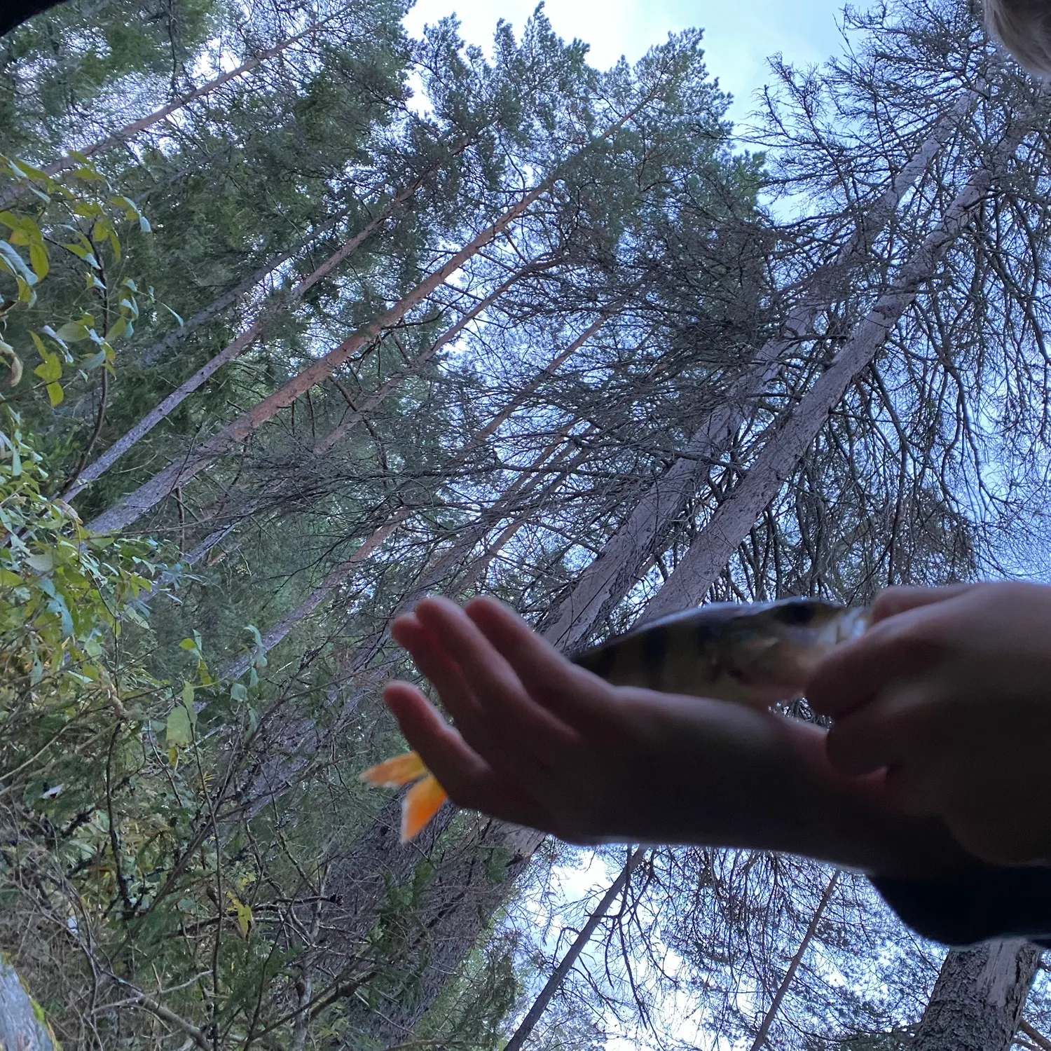 European perch caught on Fishbrain