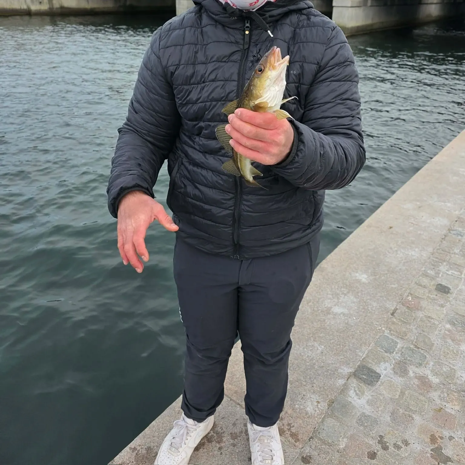 The most recent Atlantic cod catches on Fishbrain