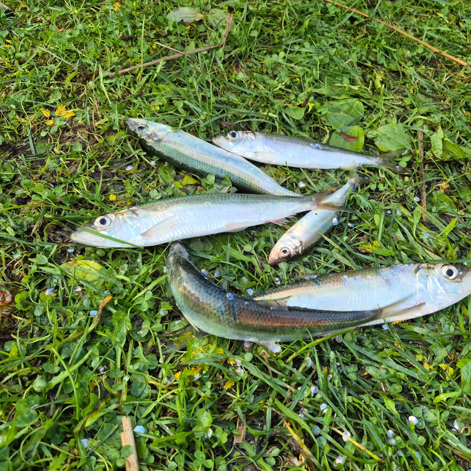 Atlantic herring caught on Fishbrain