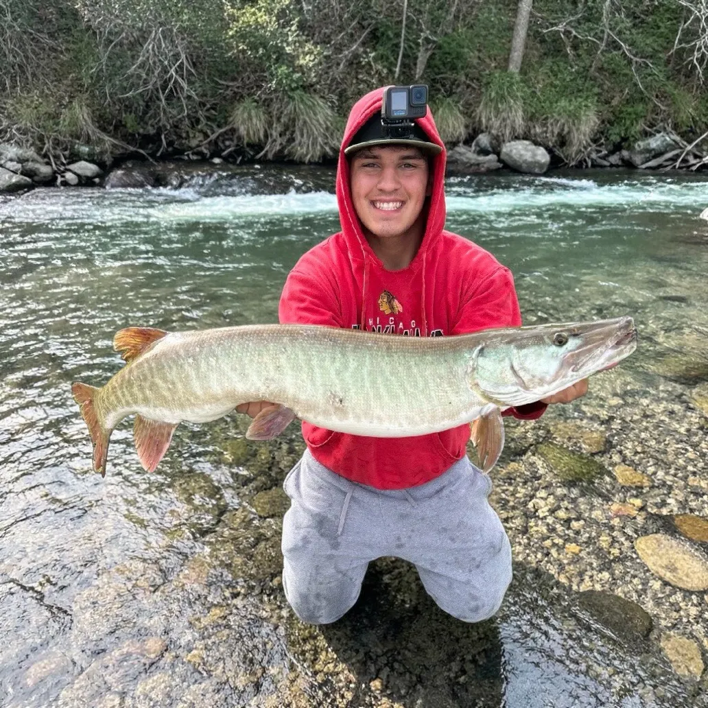 The most recent Muskellunge catches on Fishbrain