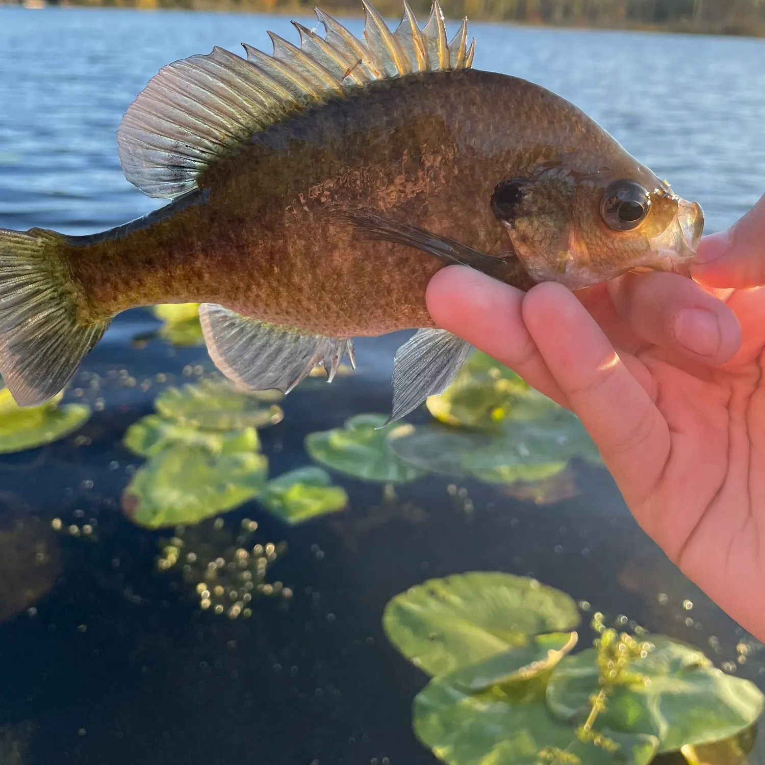 Bluegill caught on Fishbrain