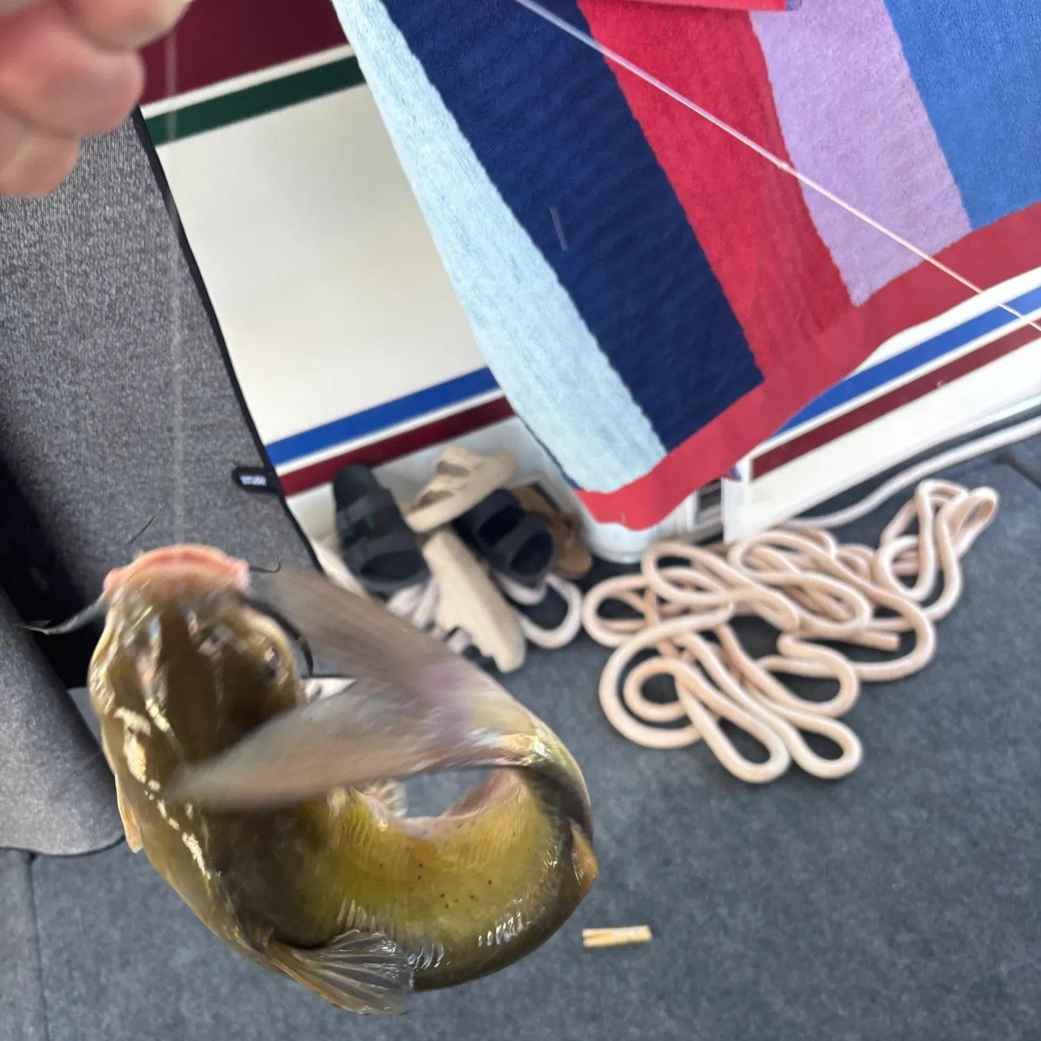 Channel catfish caught on Fishbrain