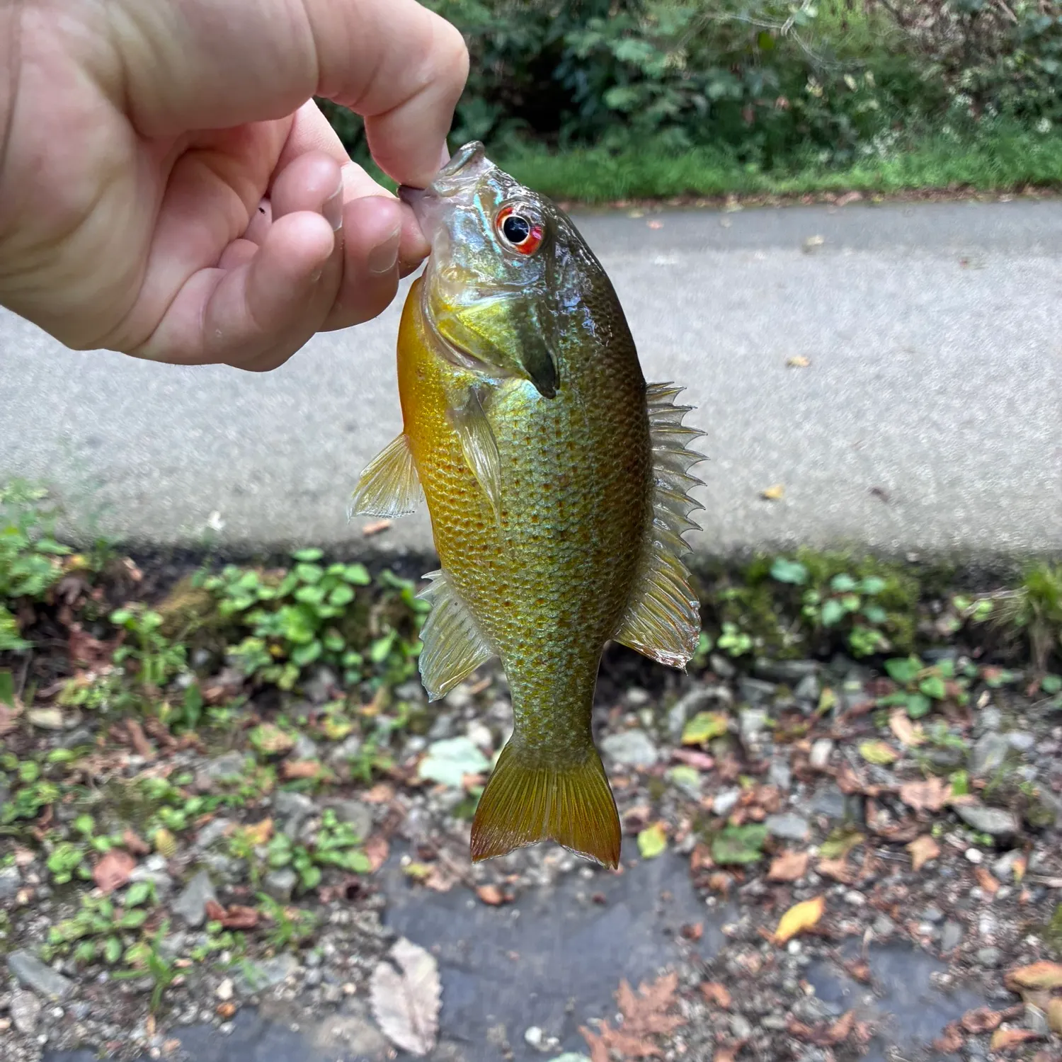 catch