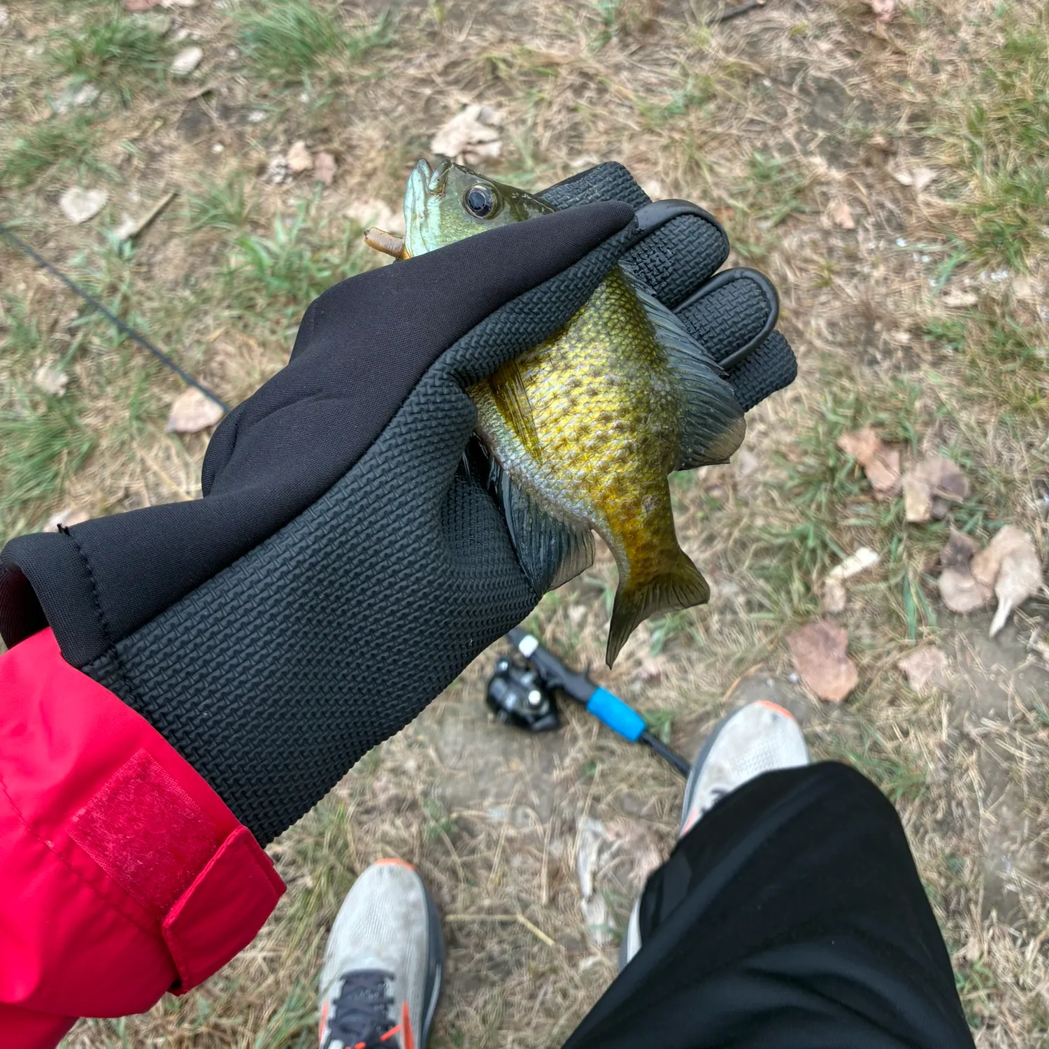 Bluegill caught on Fishbrain