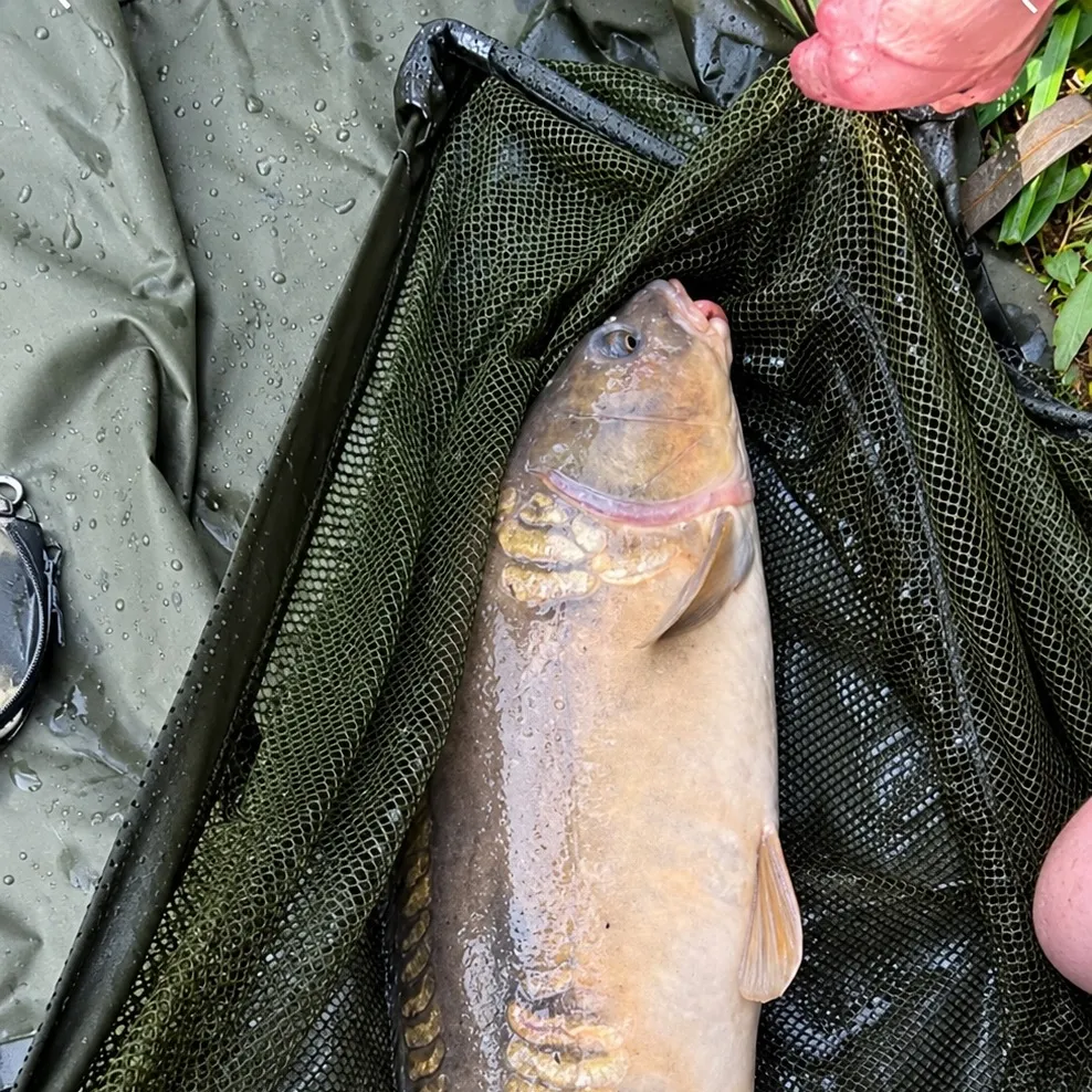 Mirror carp caught on Fishbrain