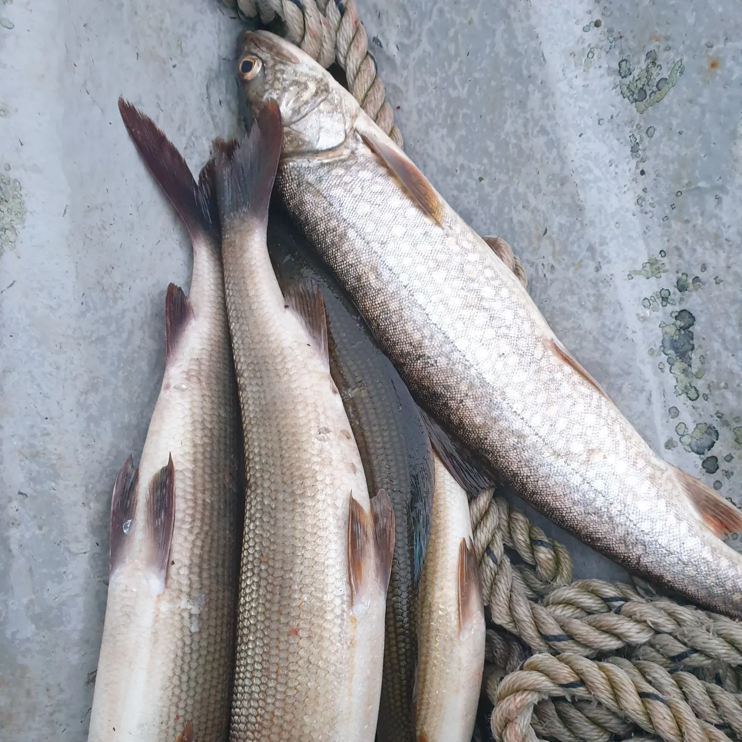 recently logged catches