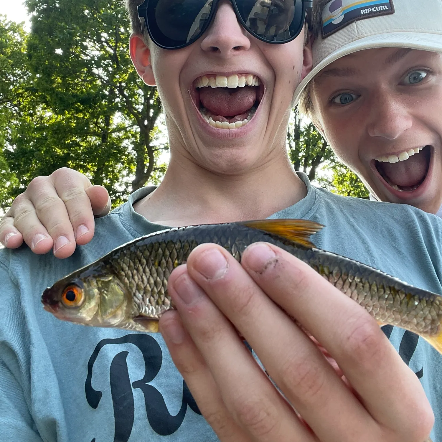 Common roach caught on Fishbrain