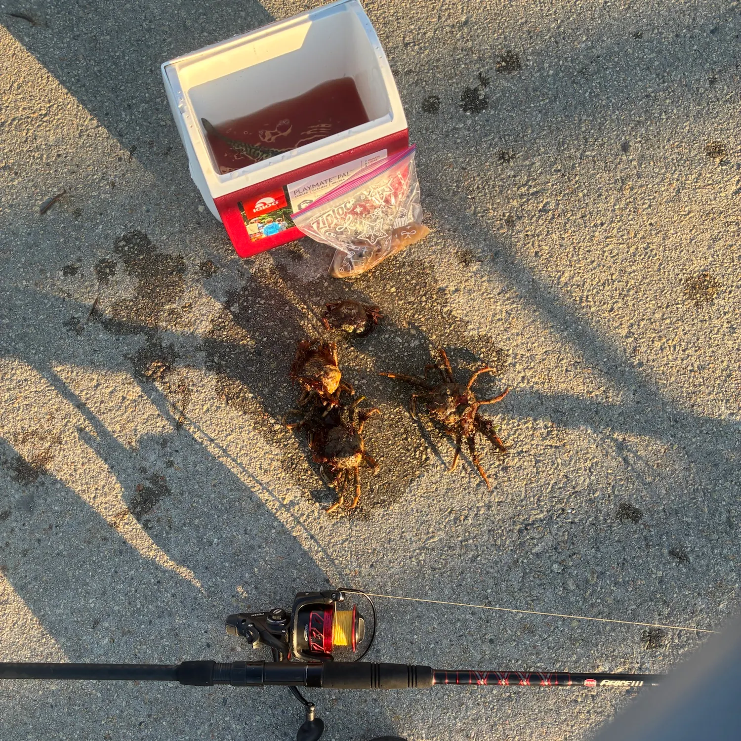 Green crab caught on Fishbrain