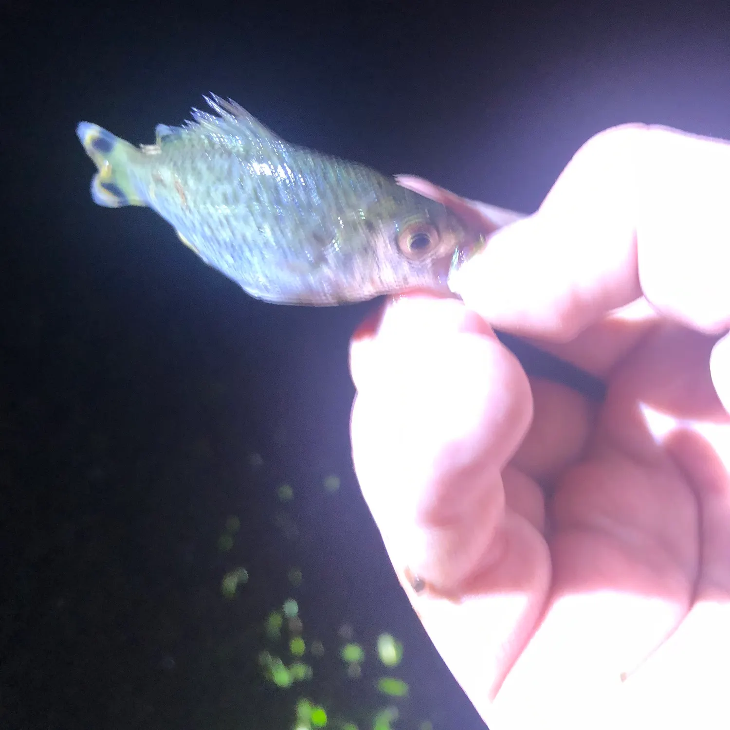 The most recent Rock flagtail catches on Fishbrain