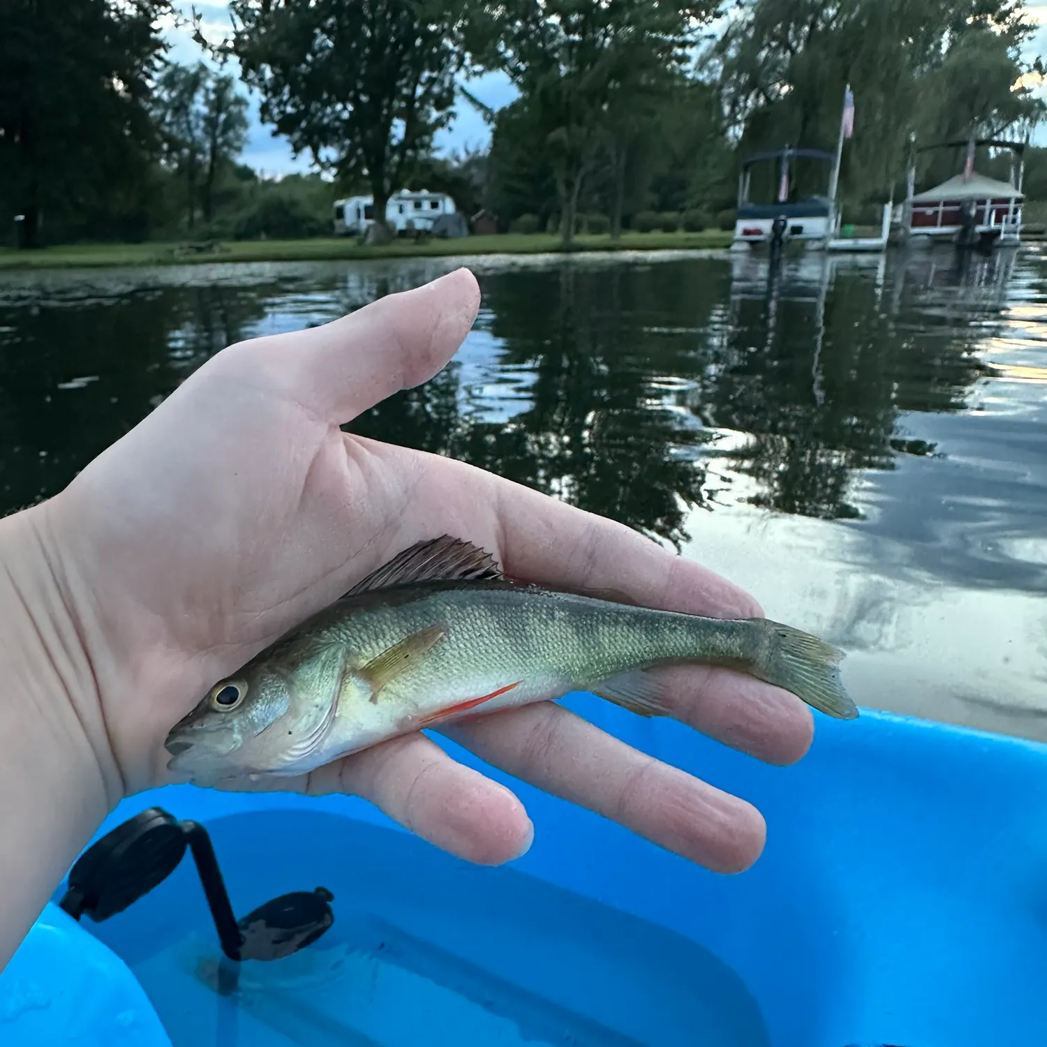 Yellow perch caught on Fishbrain