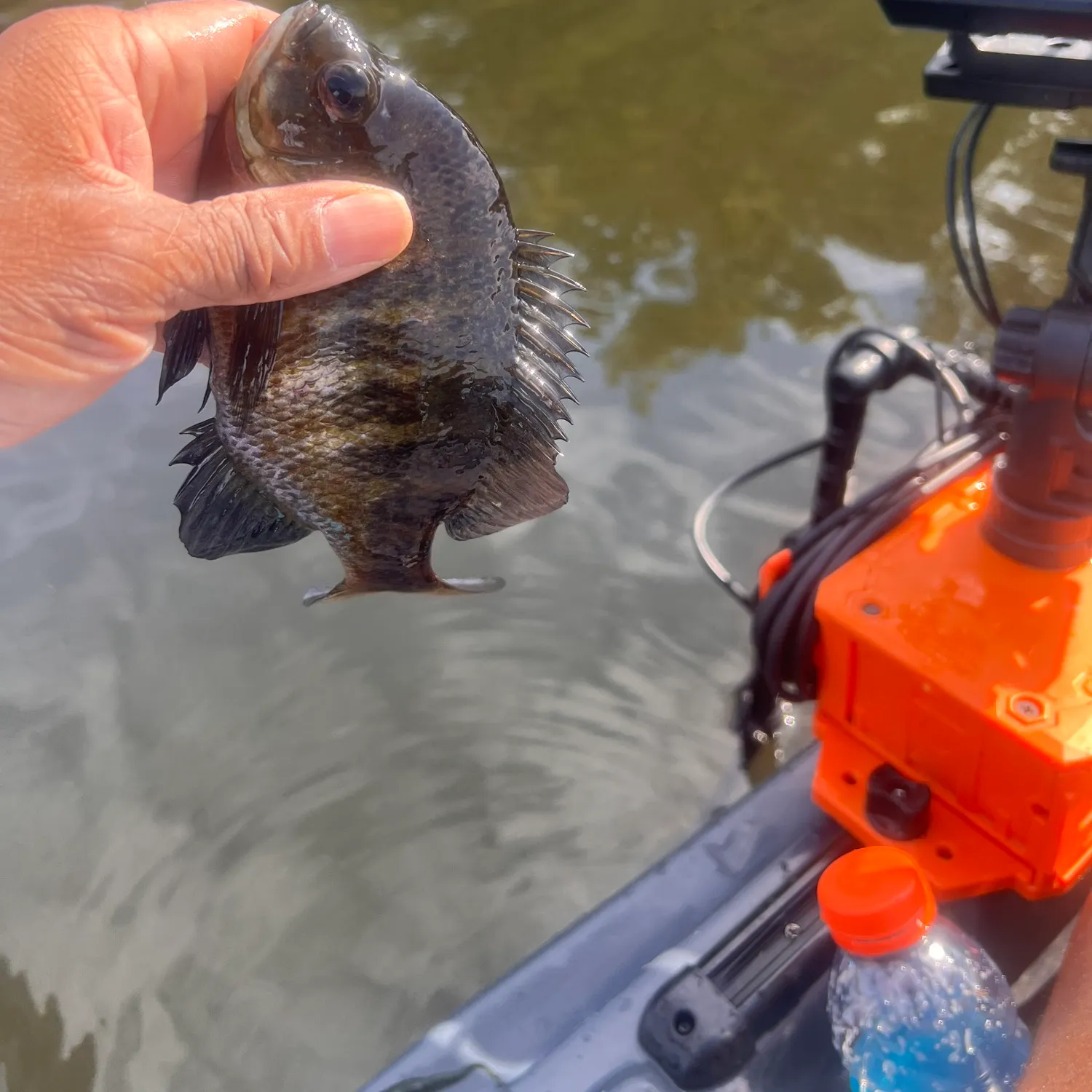 Bluegill caught on Fishbrain
