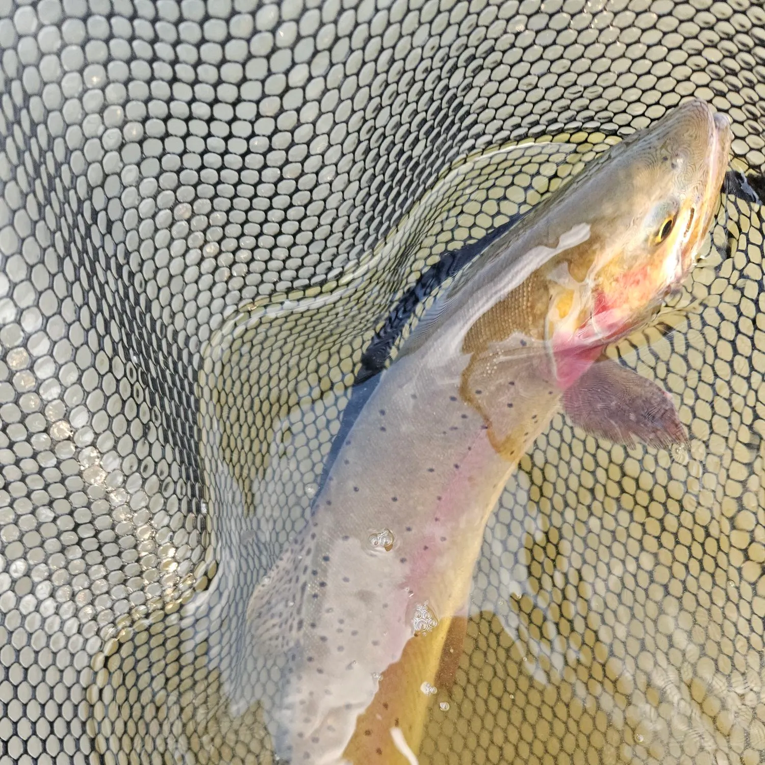 Cutthroat trout caught on Fishbrain