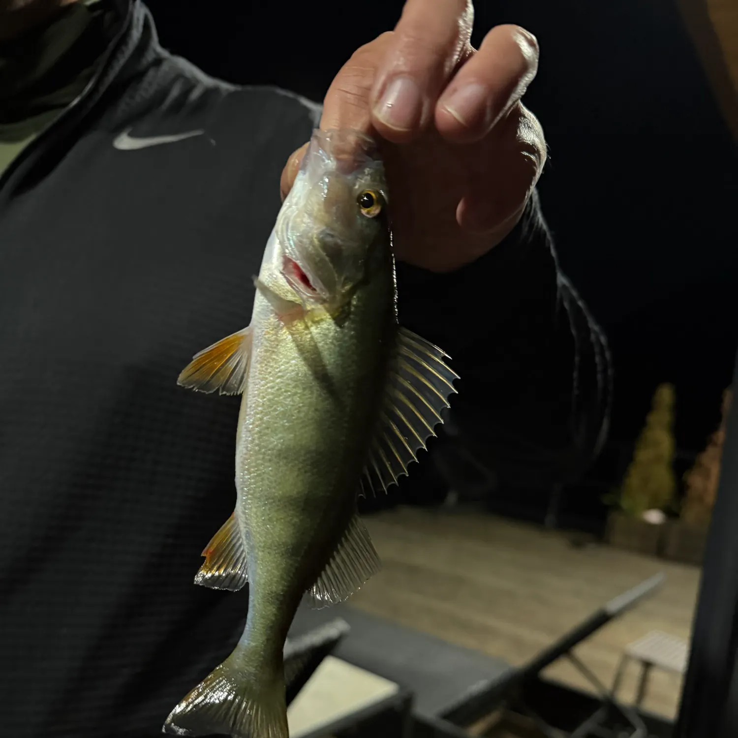 European perch caught on Fishbrain