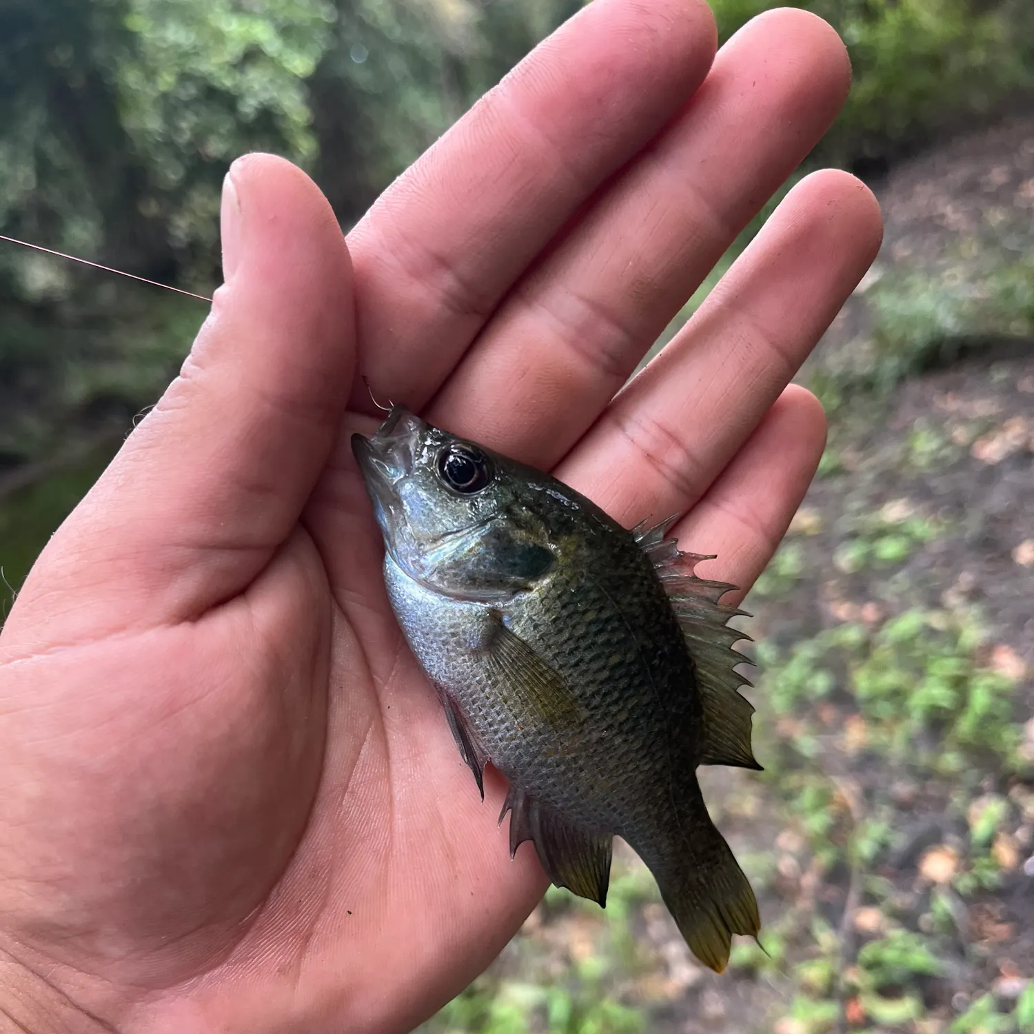 Redspotted sunfish caught on Fishbrain