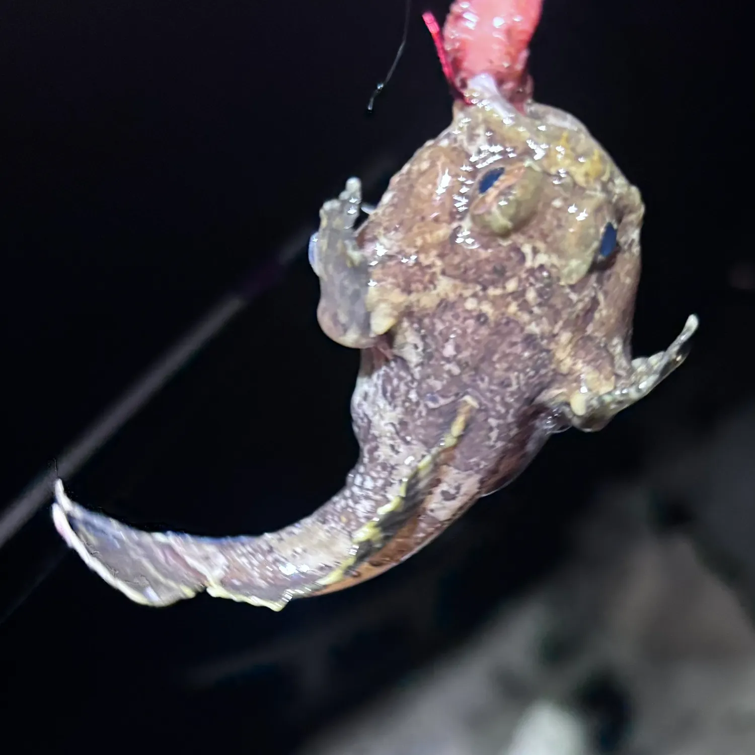 Three-spined frogfish caught on Fishbrain