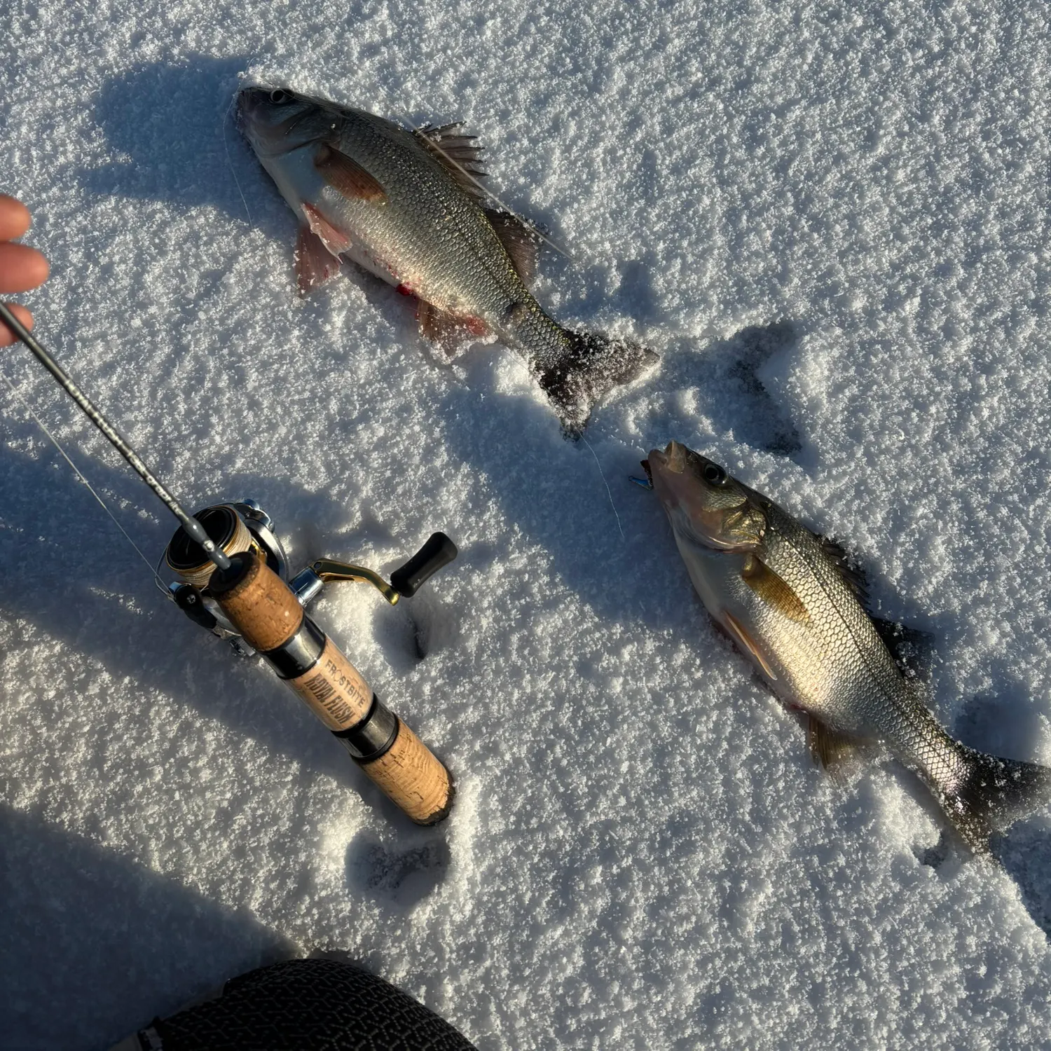 The most recent White perch catches on Fishbrain