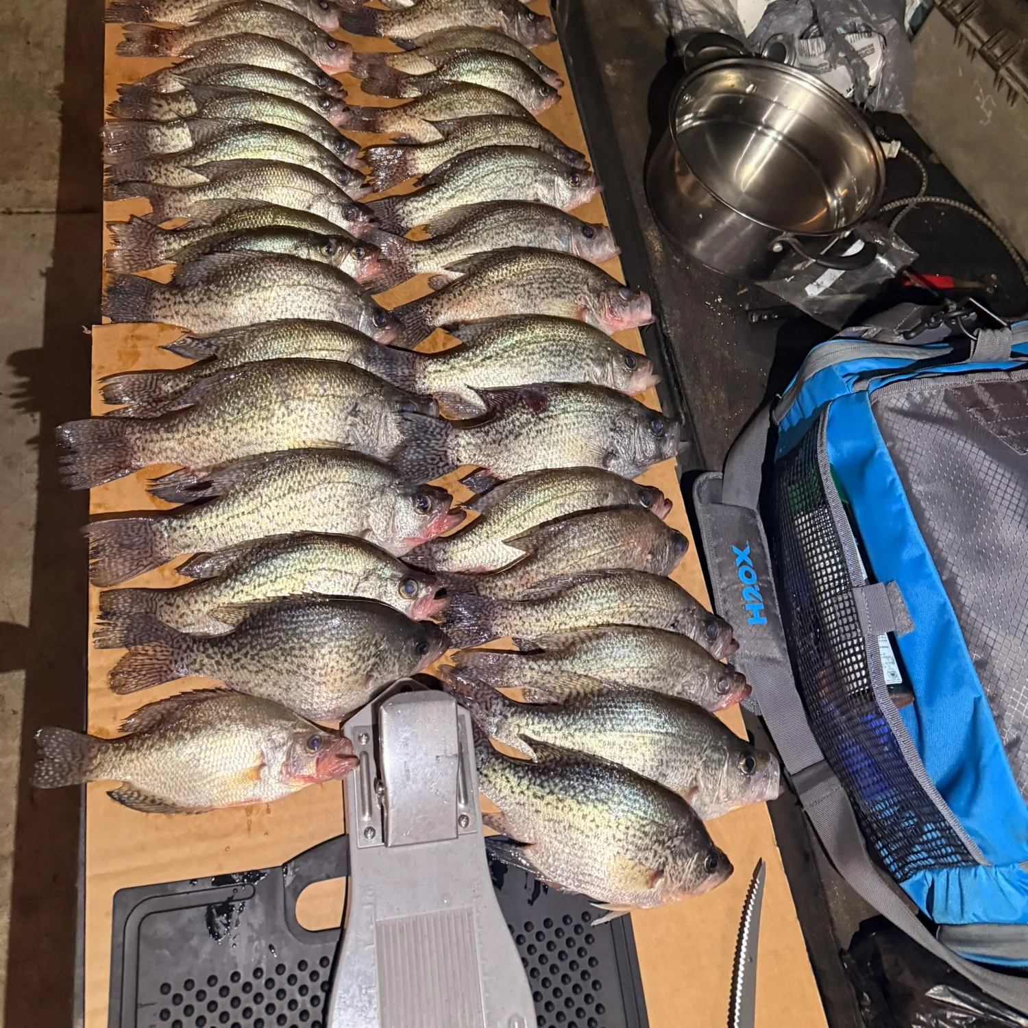 recently logged catches