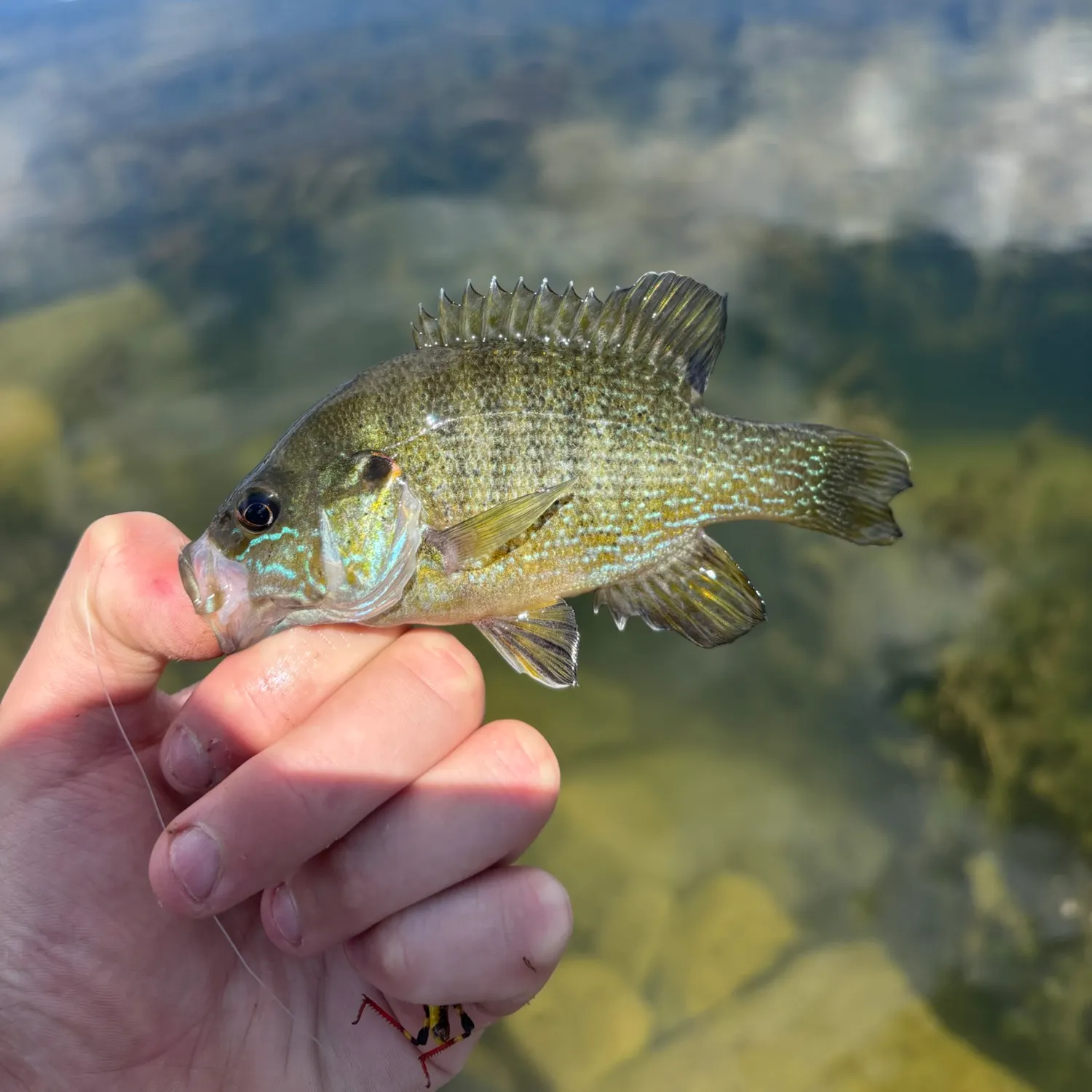 Green sunfish caught on Fishbrain