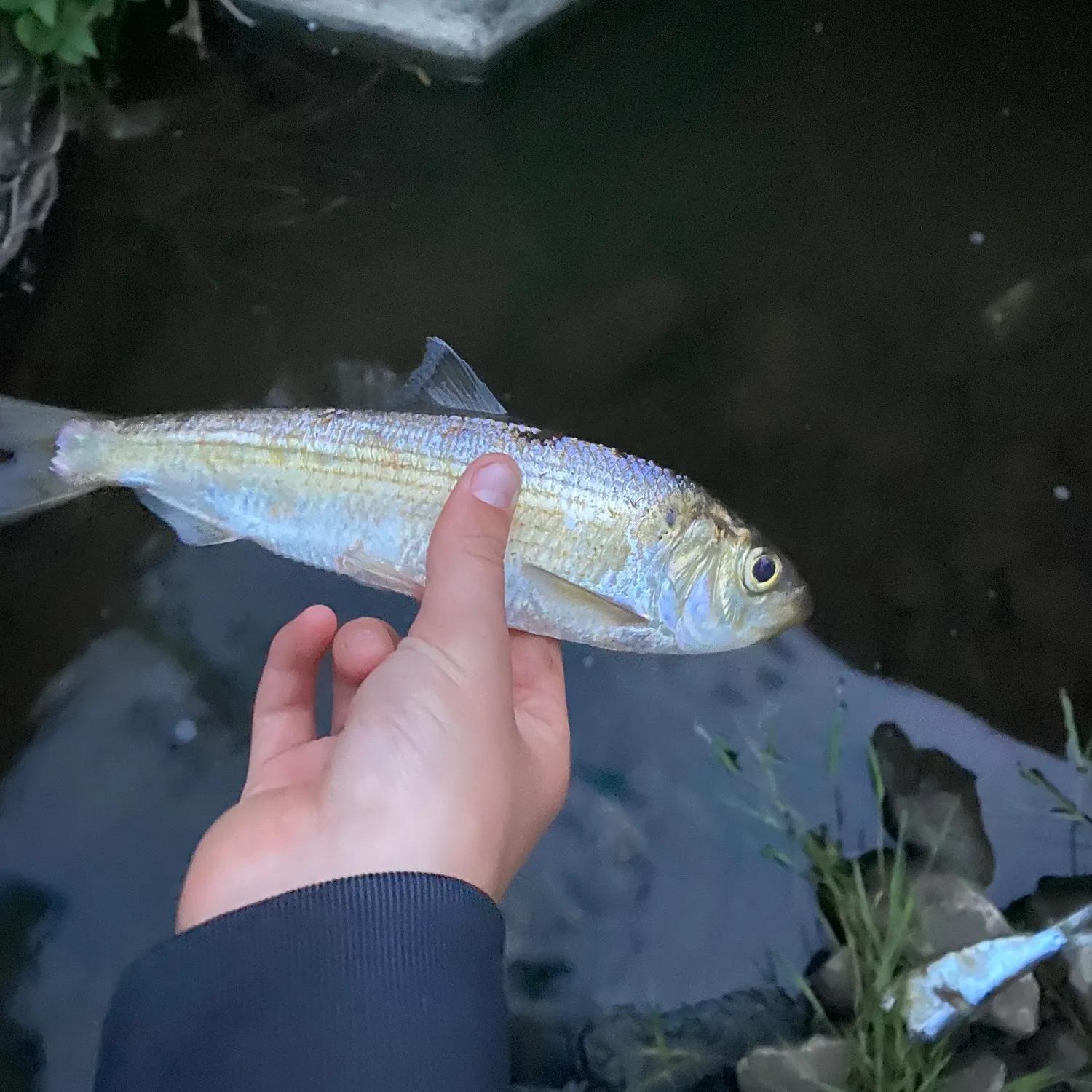 The most recent Alewife catches on Fishbrain