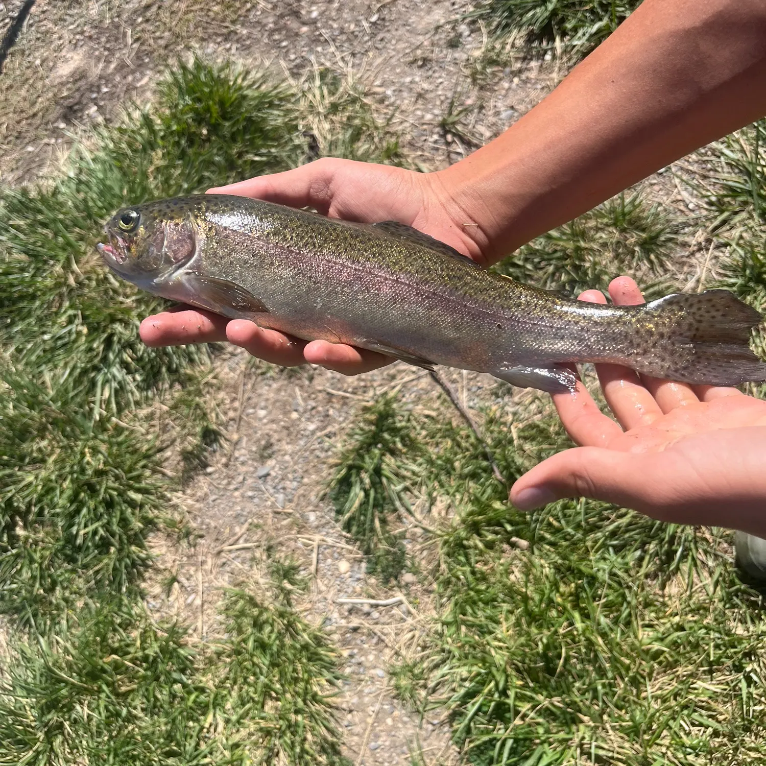 Rainbow trout caught on Fishbrain