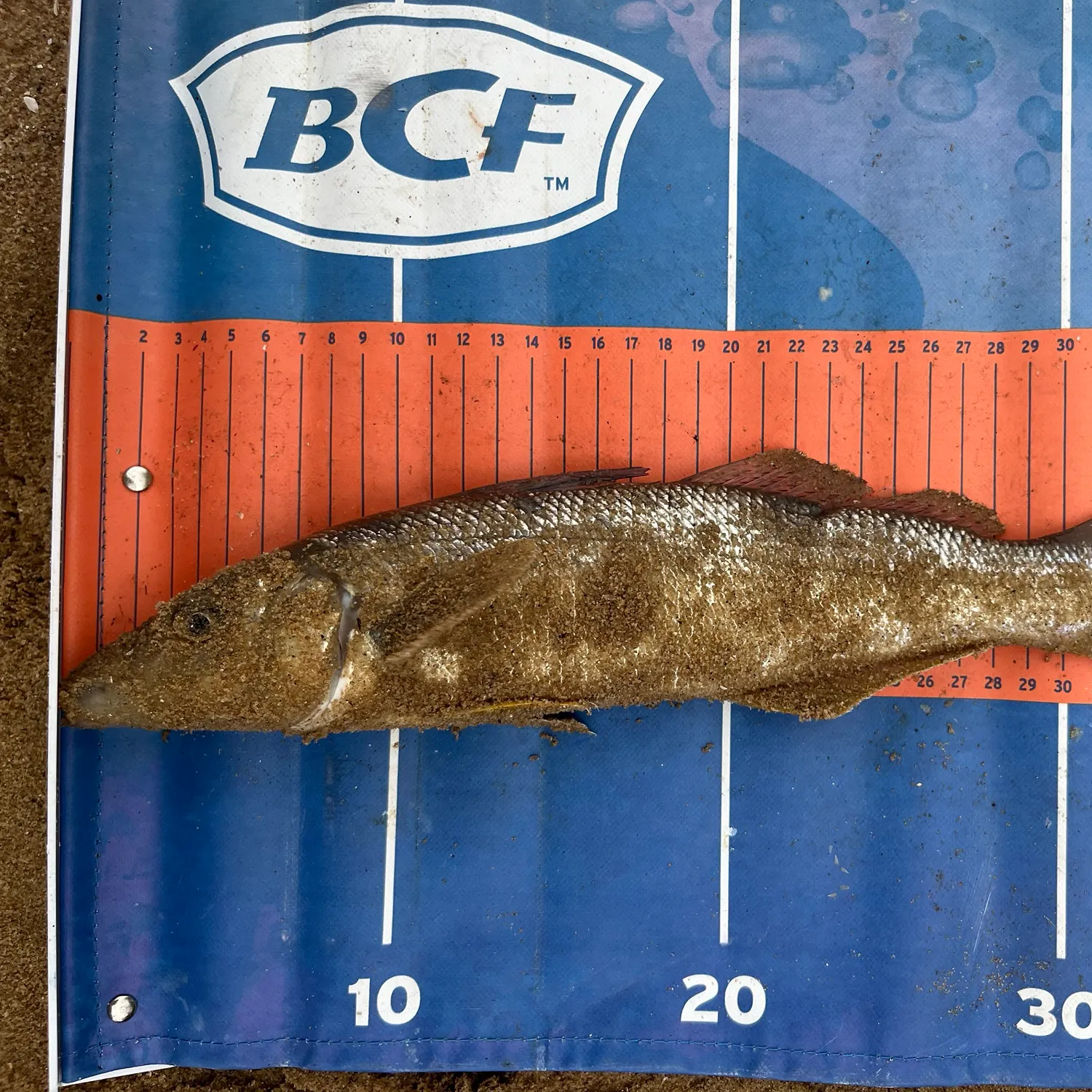 The most recent Sand sillago catches on Fishbrain