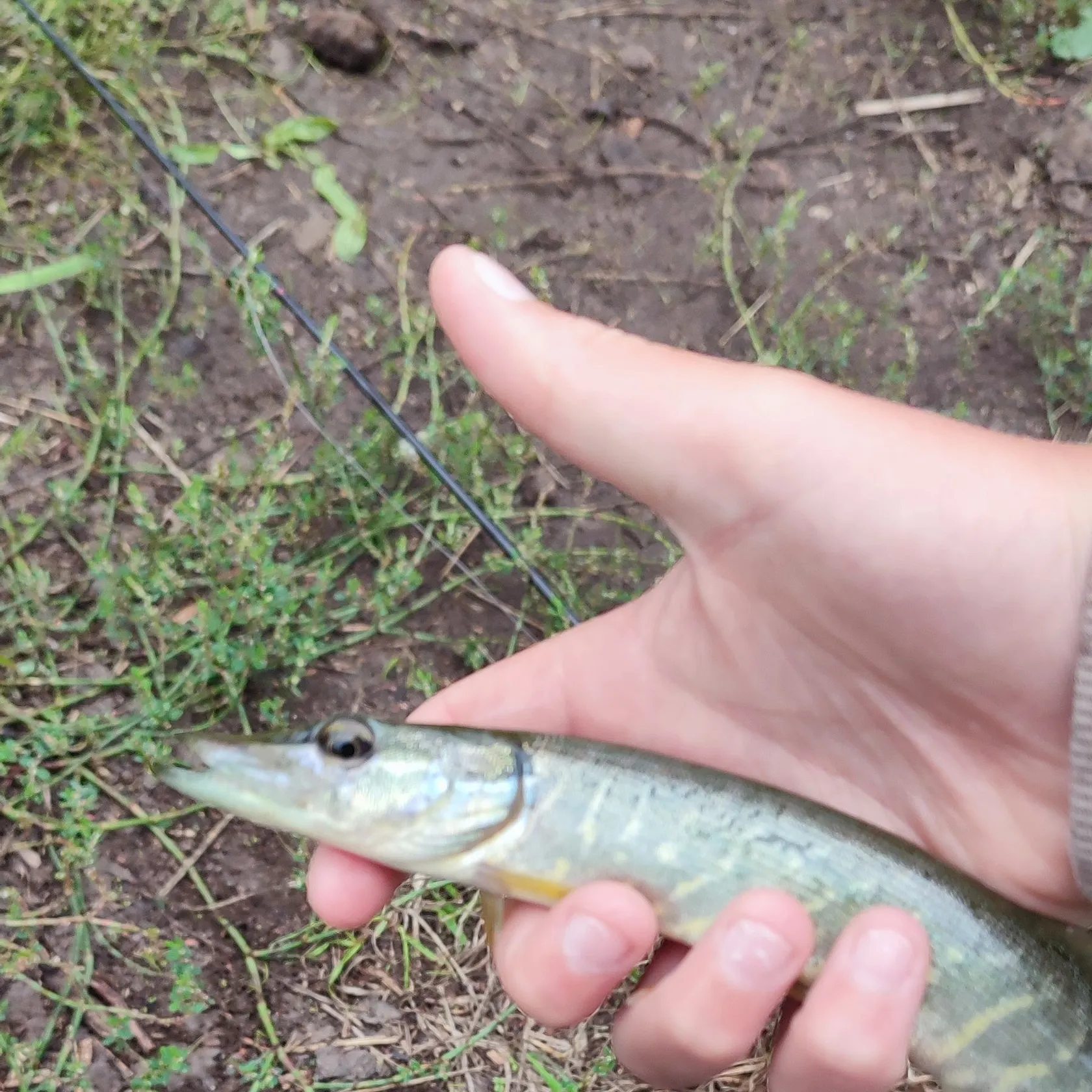 Northern pike caught on Fishbrain