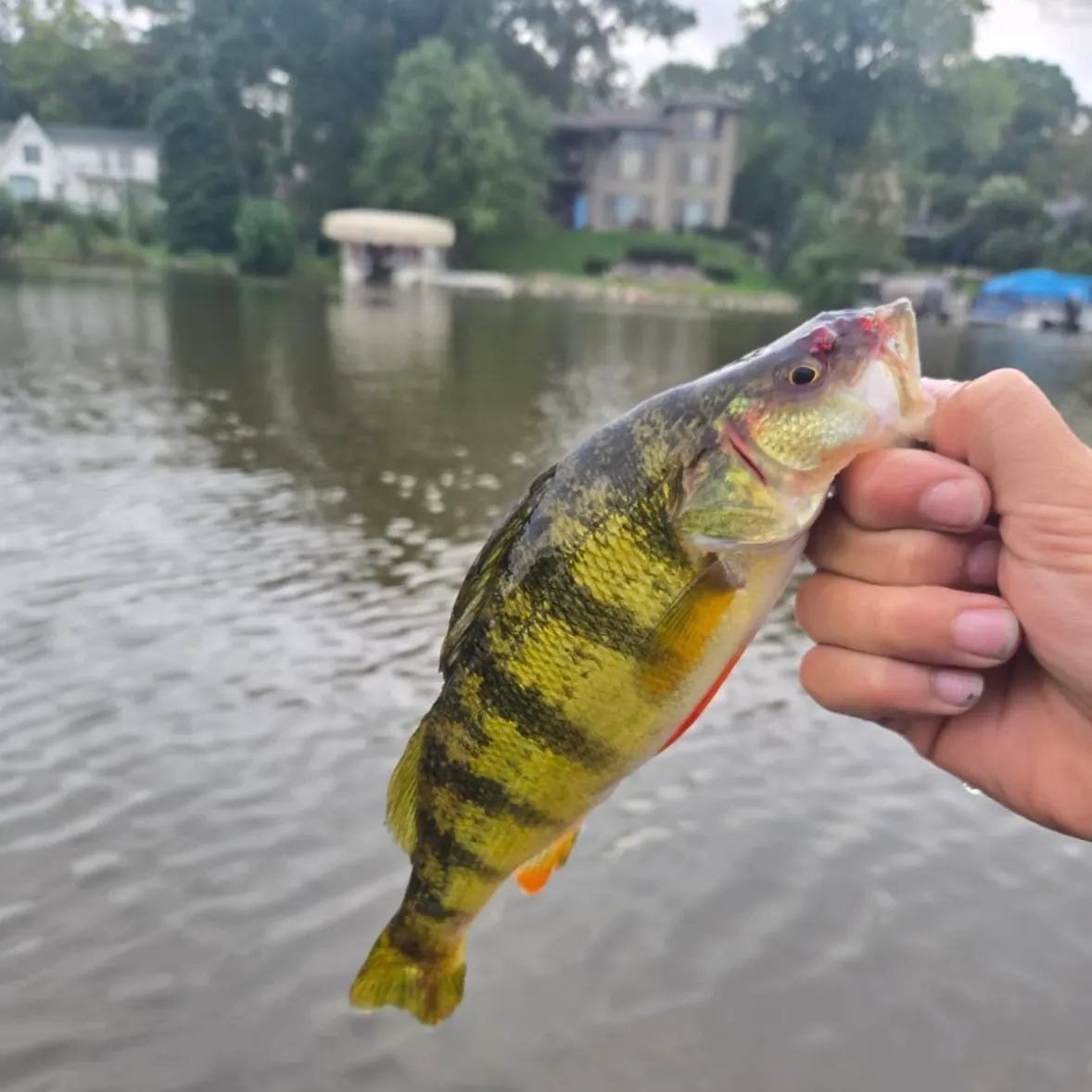 Yellow perch caught on Fishbrain