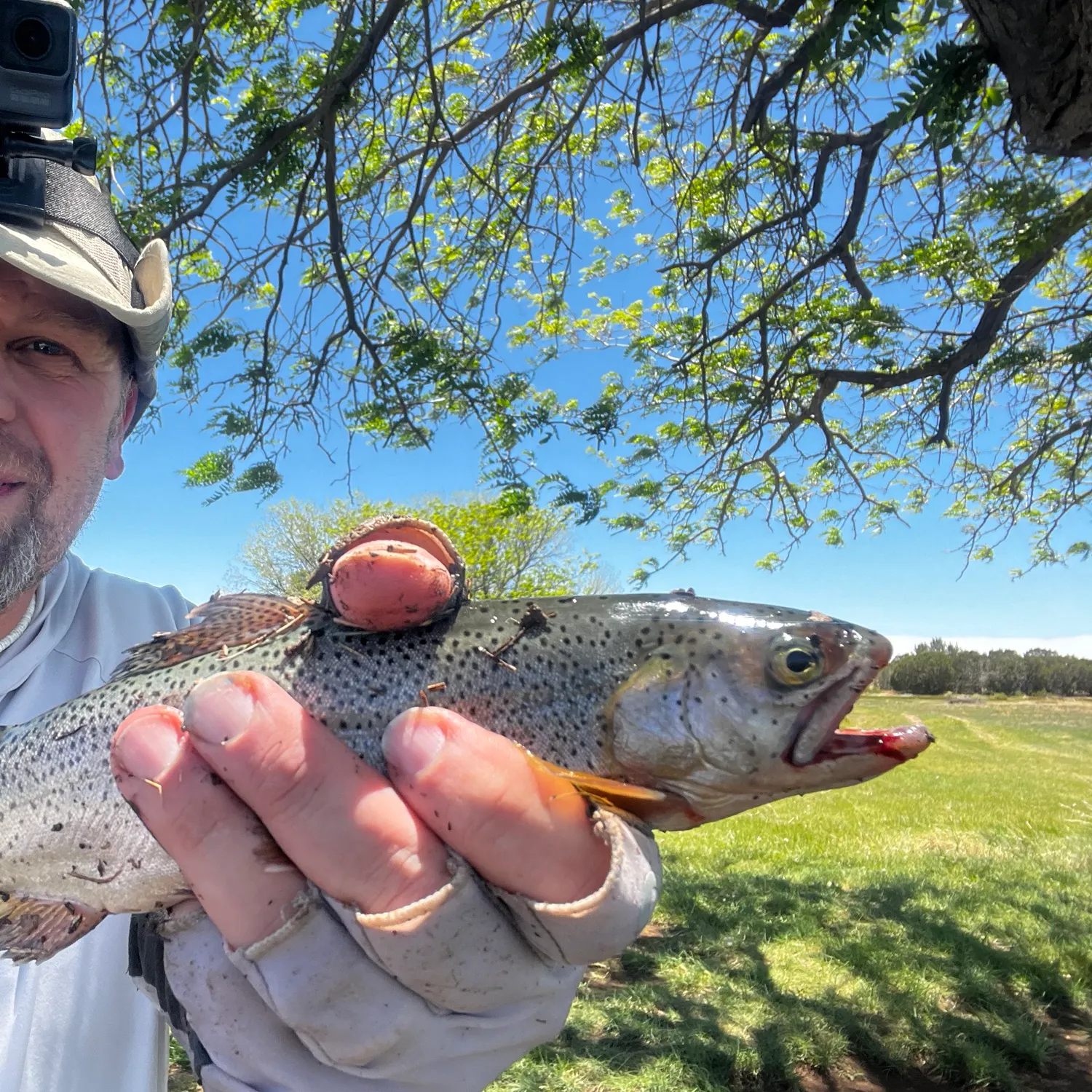 most liked catch image