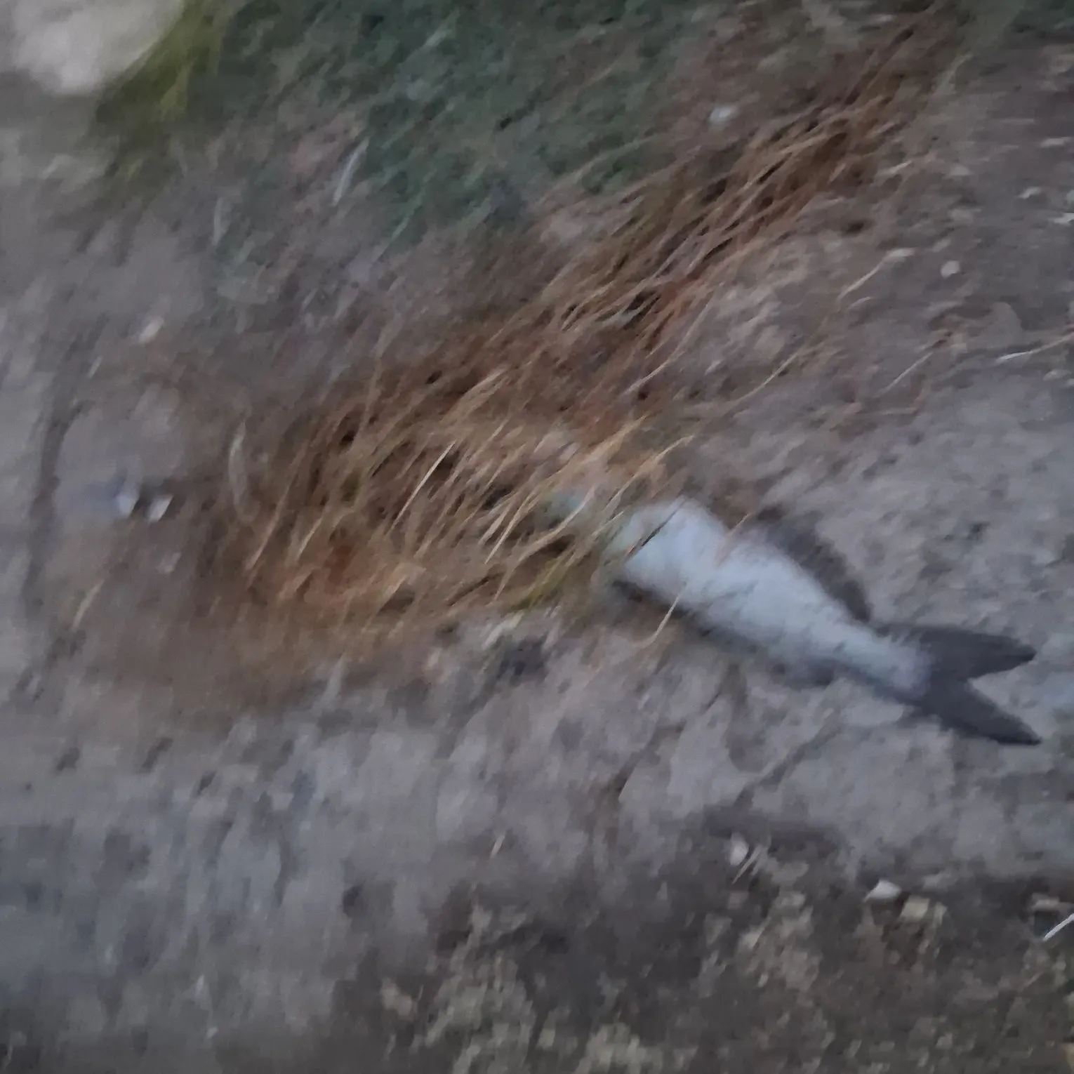 Channel catfish caught on Fishbrain