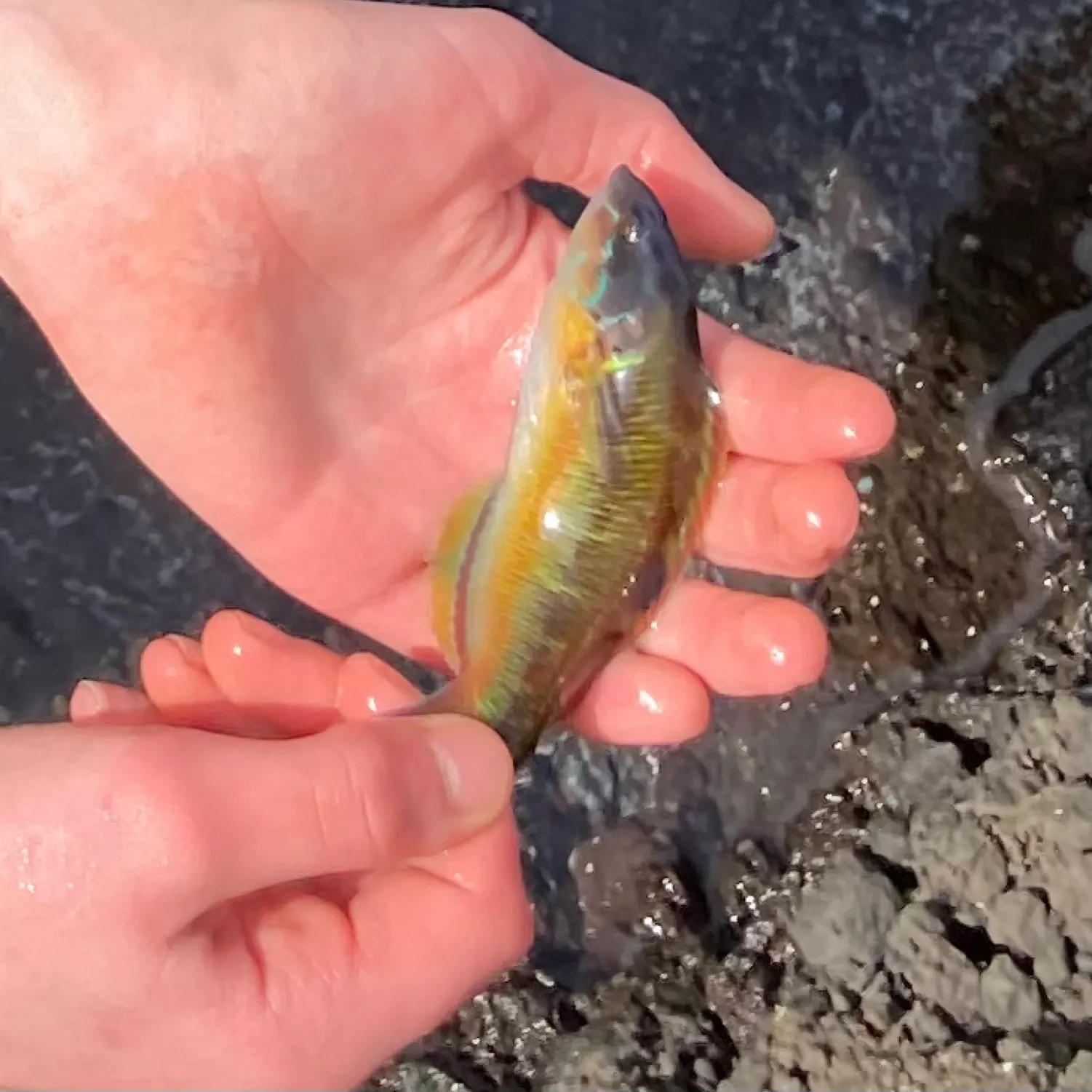 The most recent Ornate wrasse catches on Fishbrain