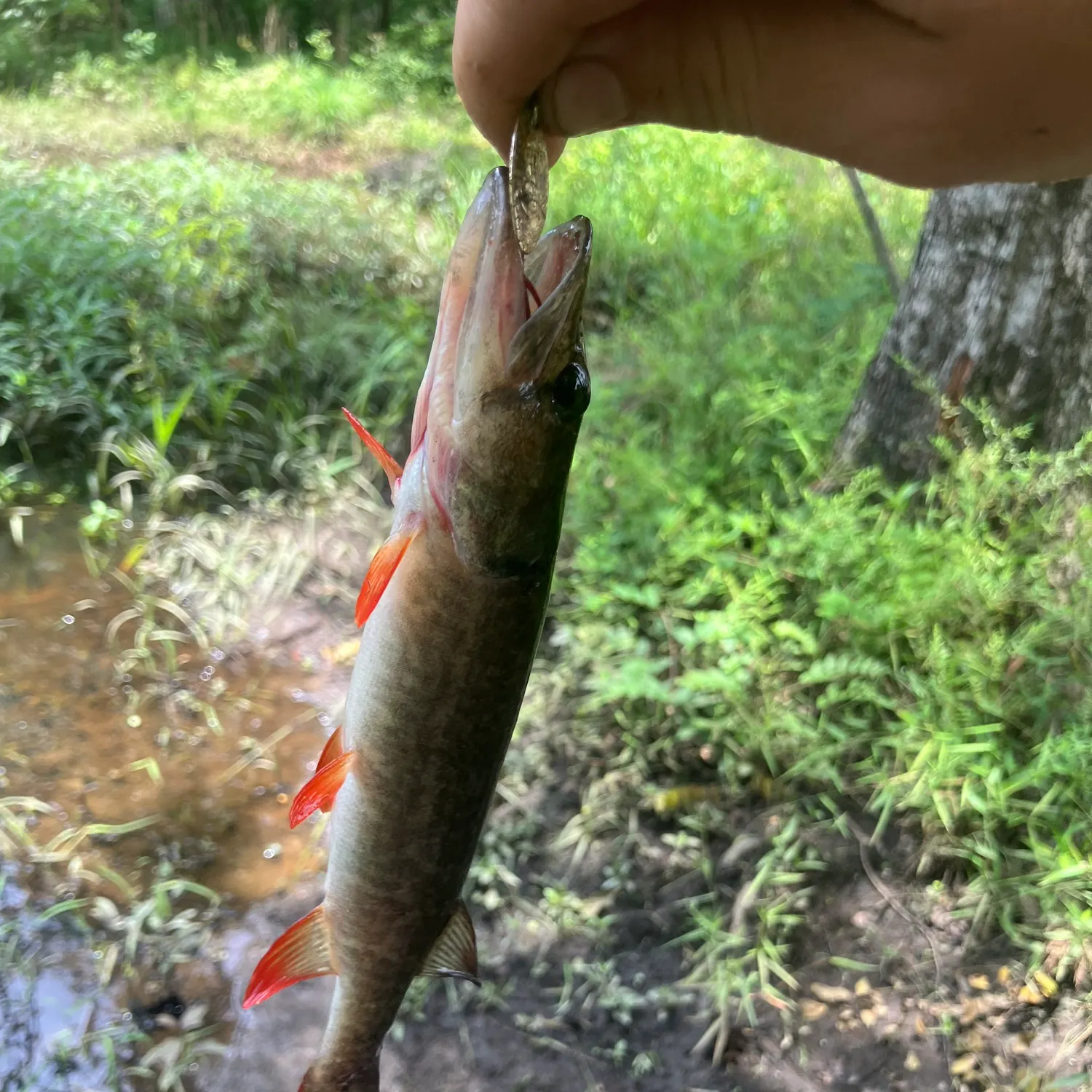 The most recent Redfin pickerel catches on Fishbrain