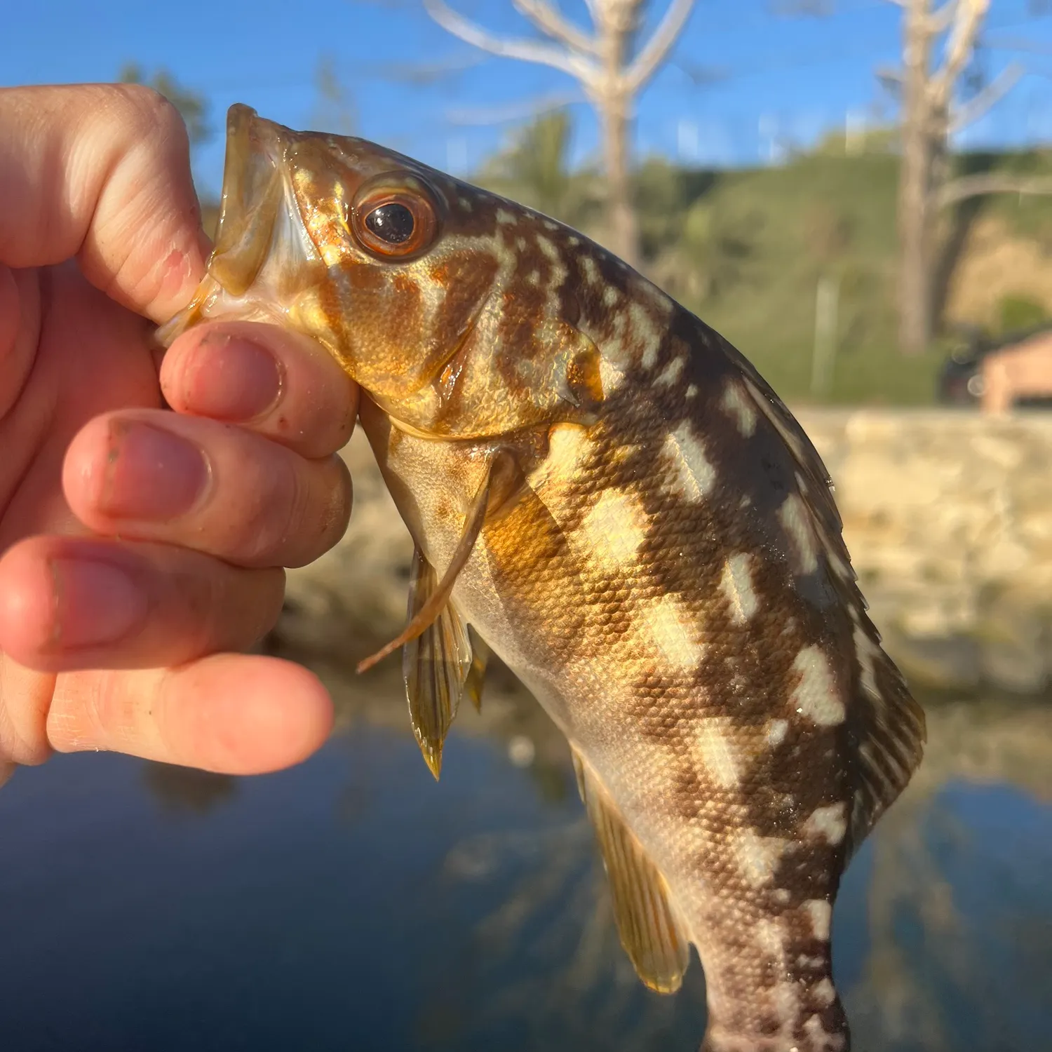 catch