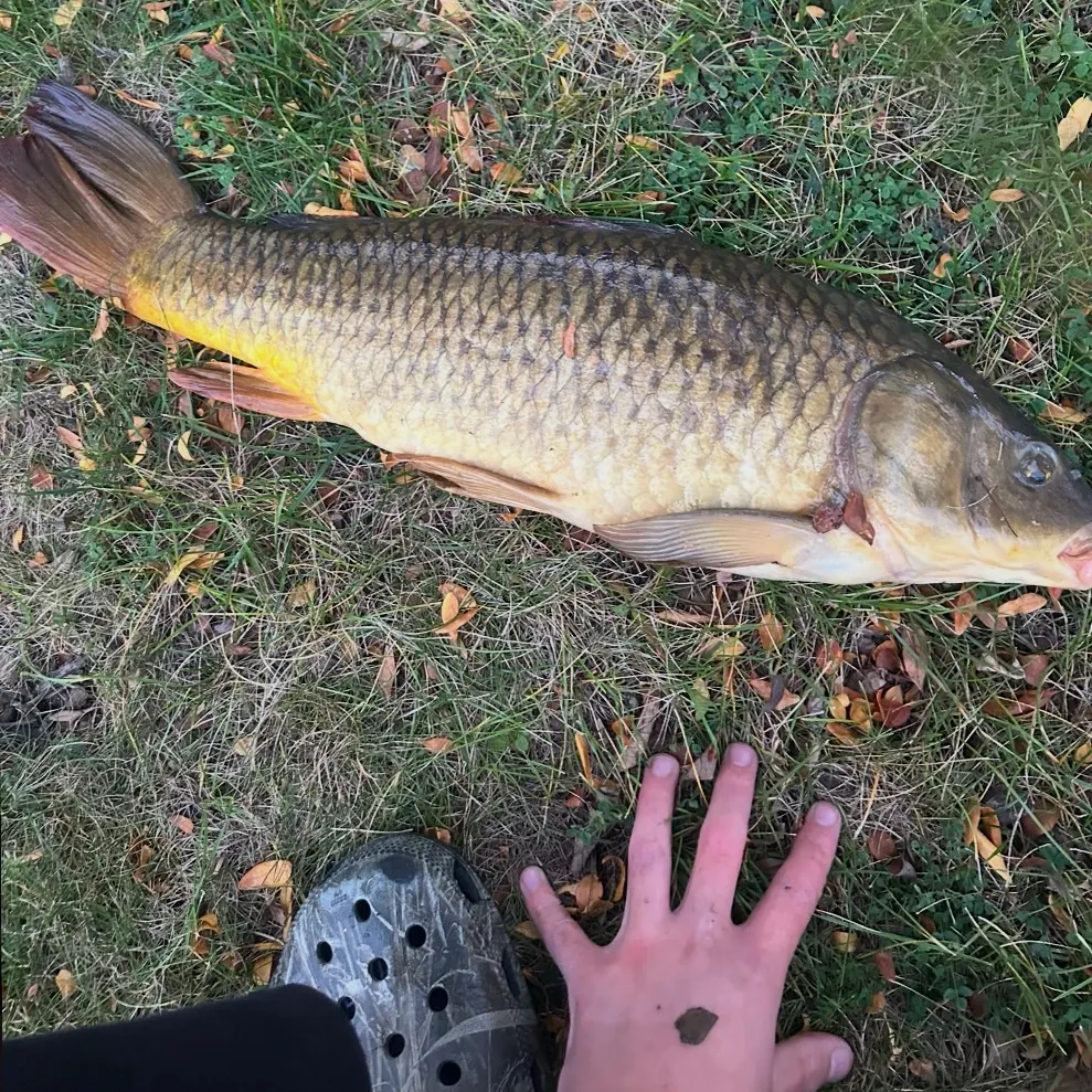 Common carp caught on Fishbrain