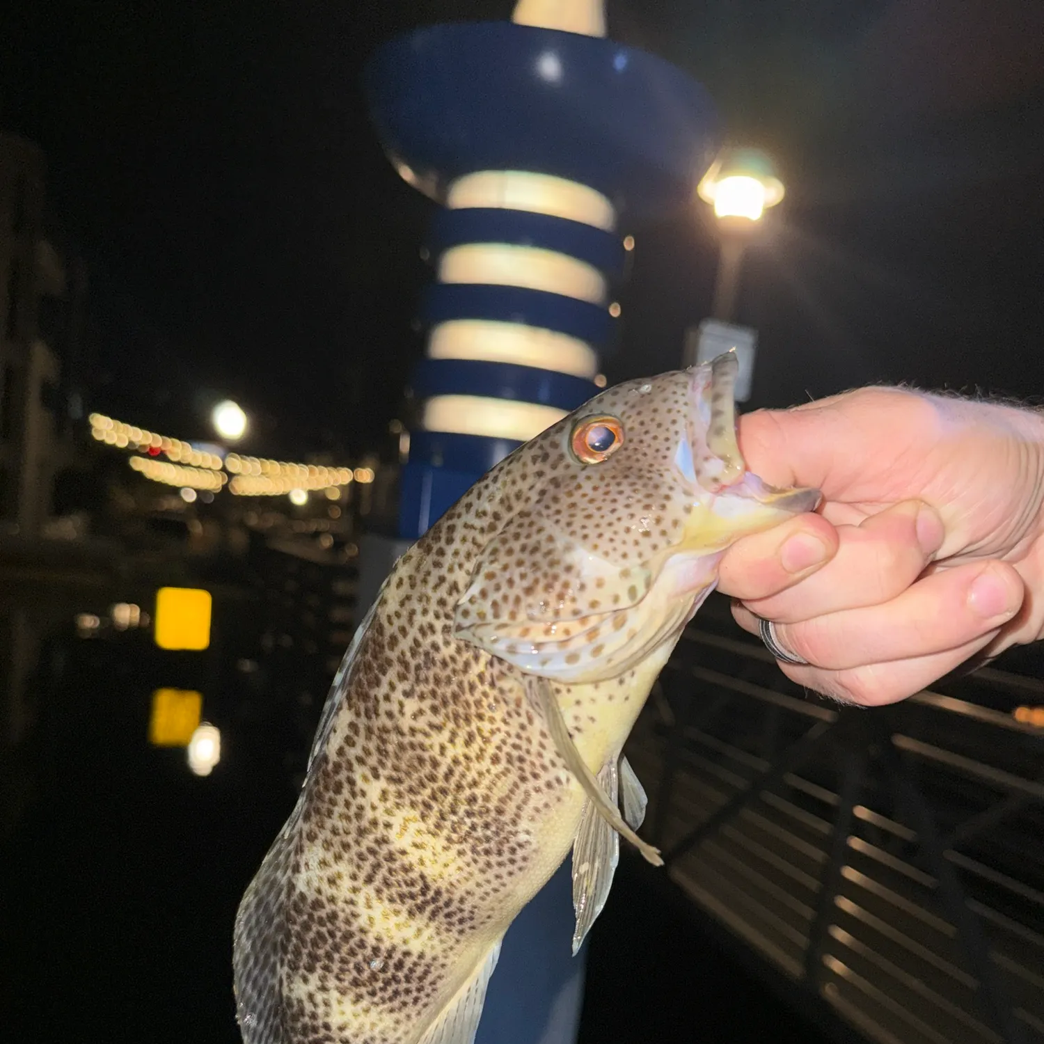 Spotted sand bass caught on Fishbrain