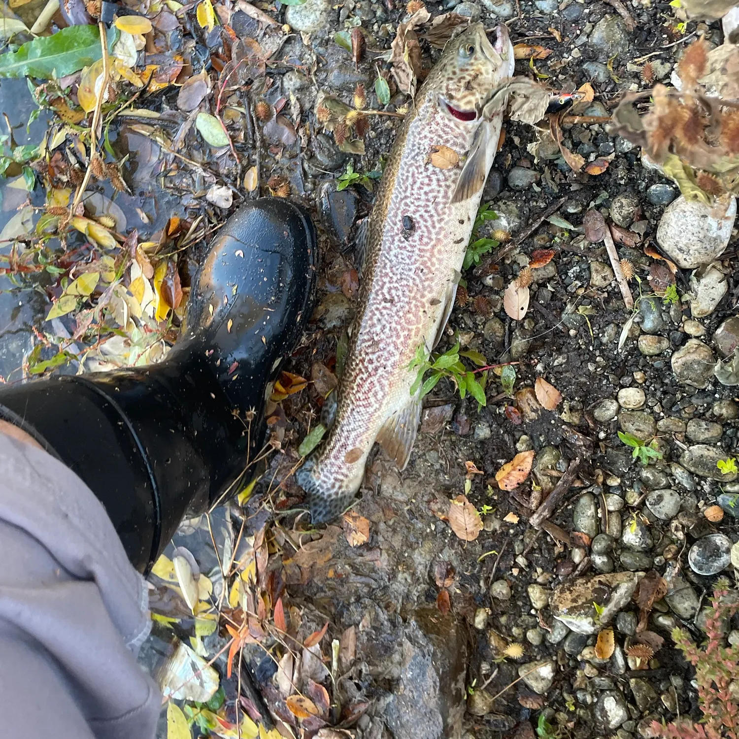 Tiger trout caught on Fishbrain
