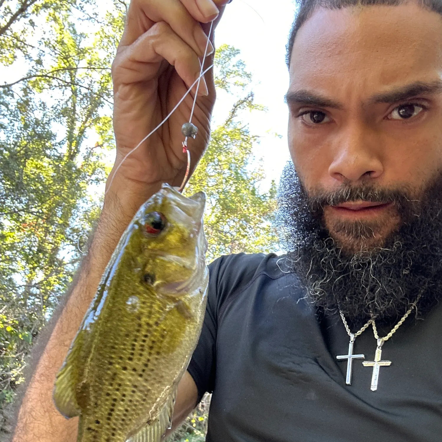 Rock bass caught on Fishbrain
