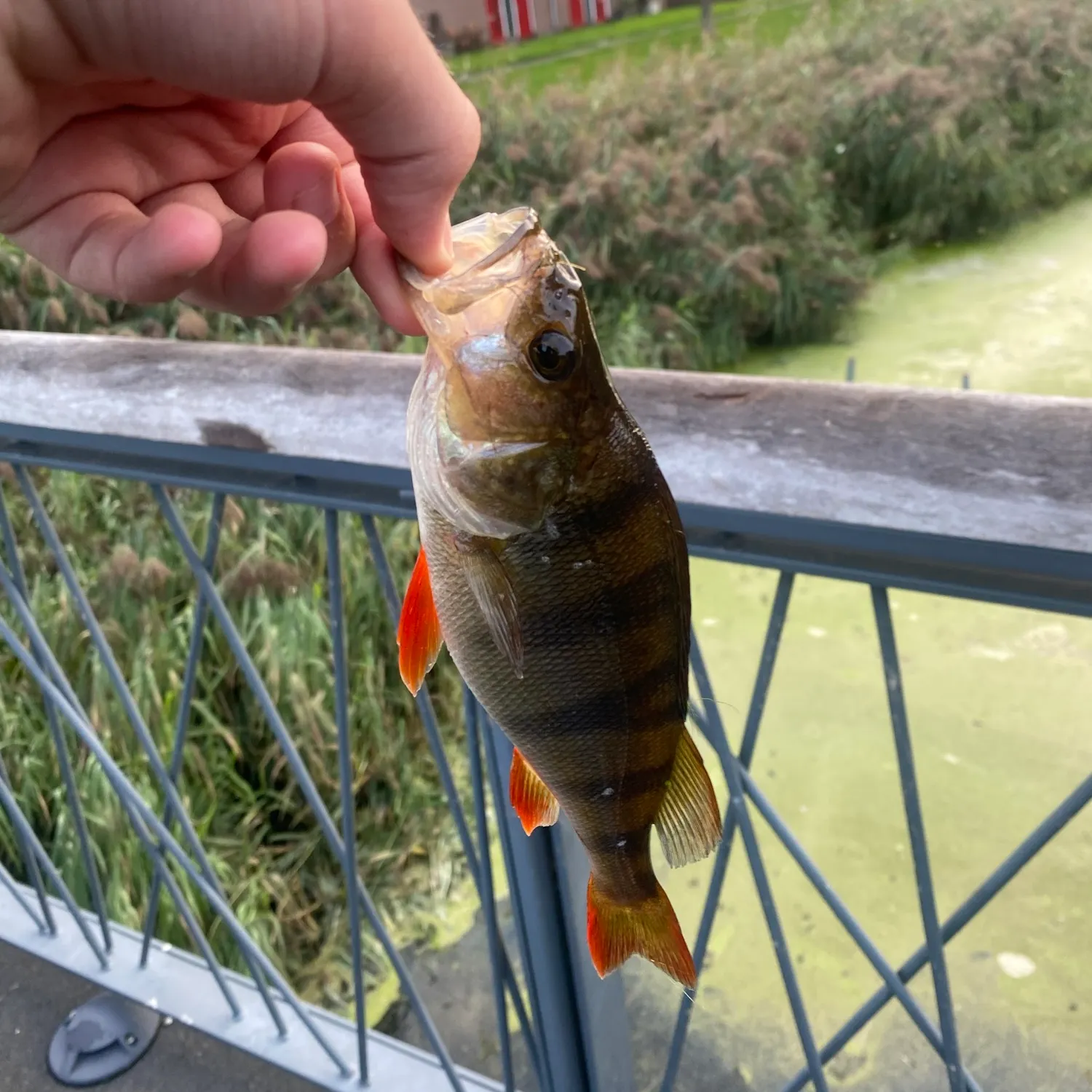European perch caught on Fishbrain