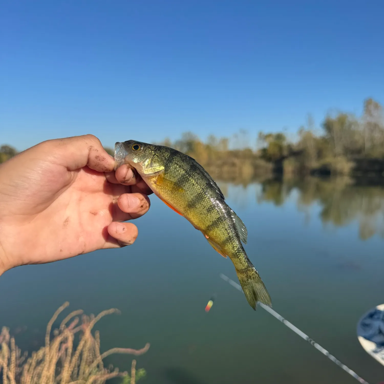 Yellow perch caught on Fishbrain
