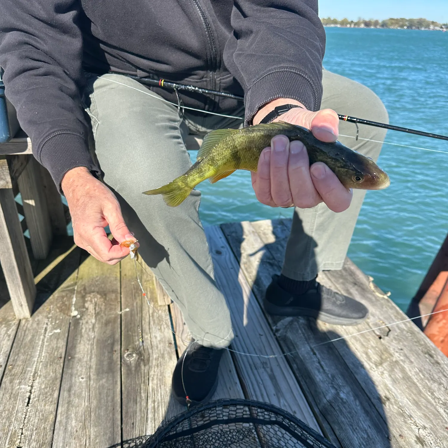Yellow perch caught on Fishbrain
