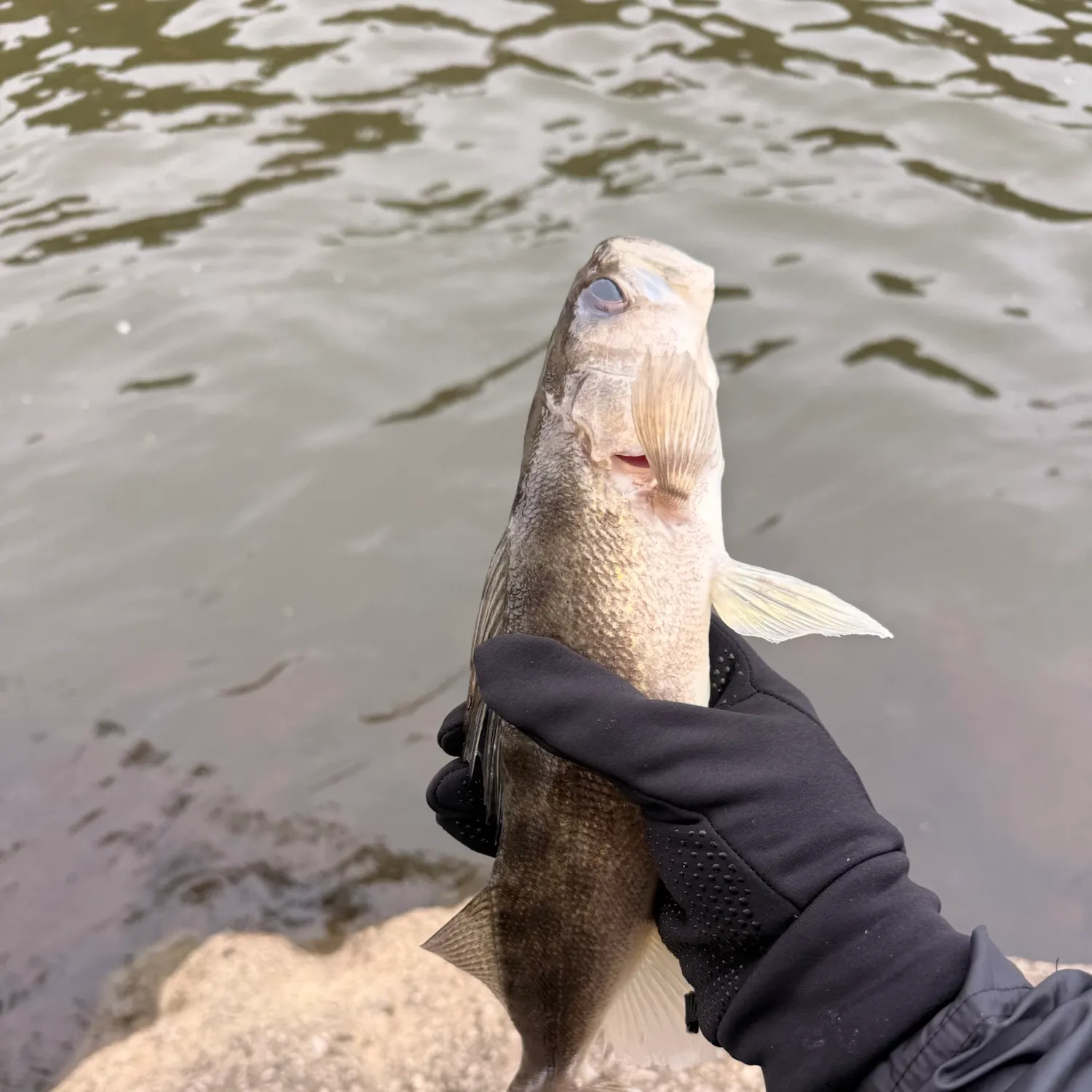 Walleye caught on Fishbrain