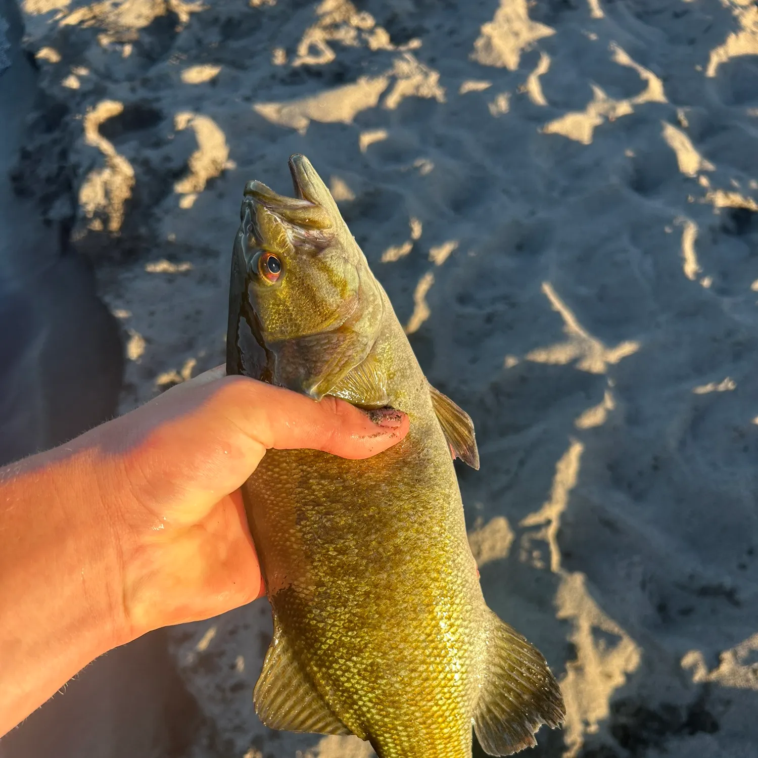 The most recent Smallmouth bass catches on Fishbrain