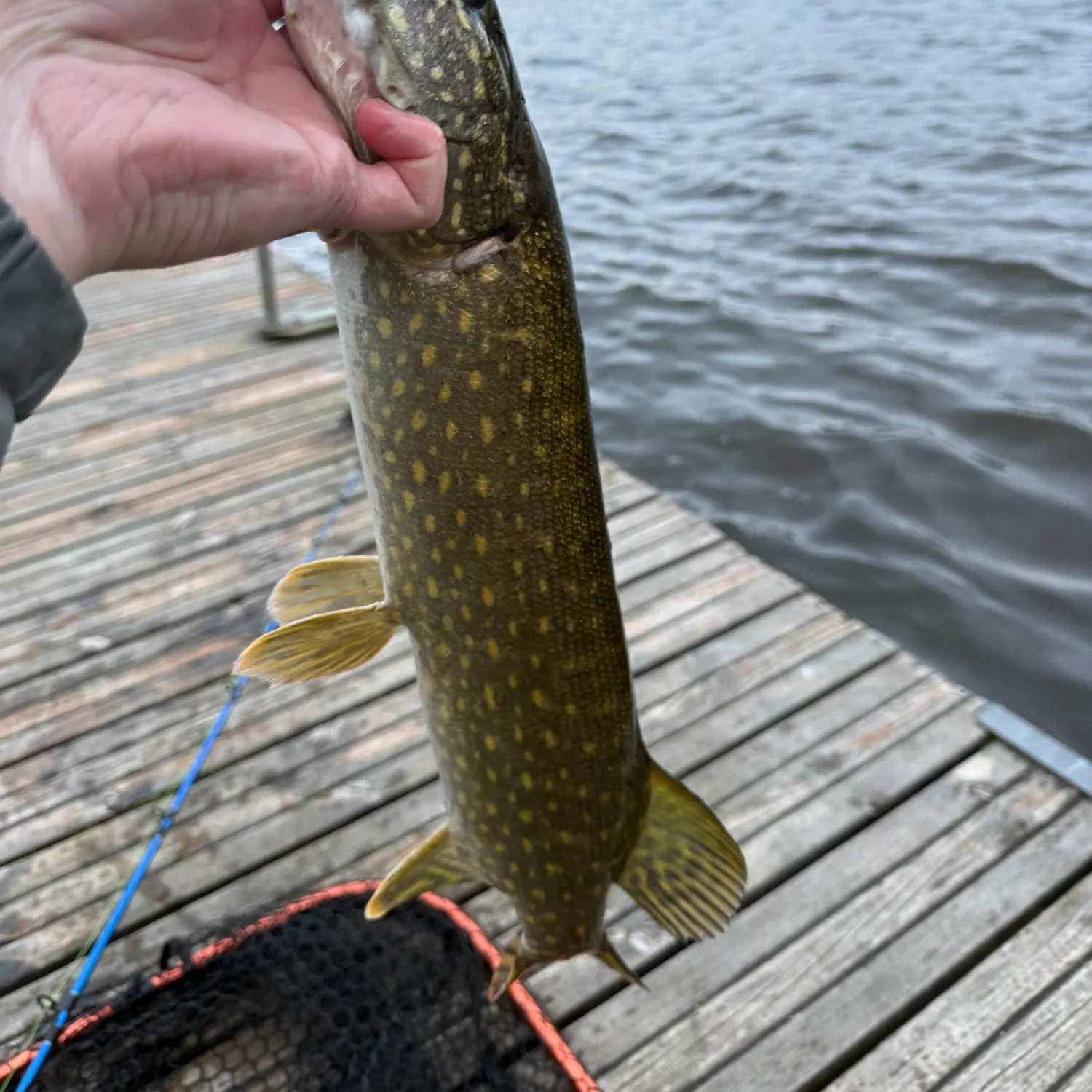 Northern pike caught on Fishbrain