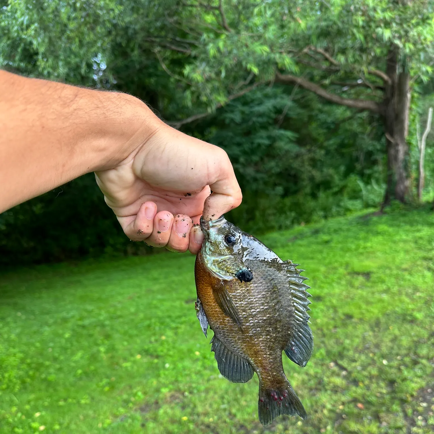 catch