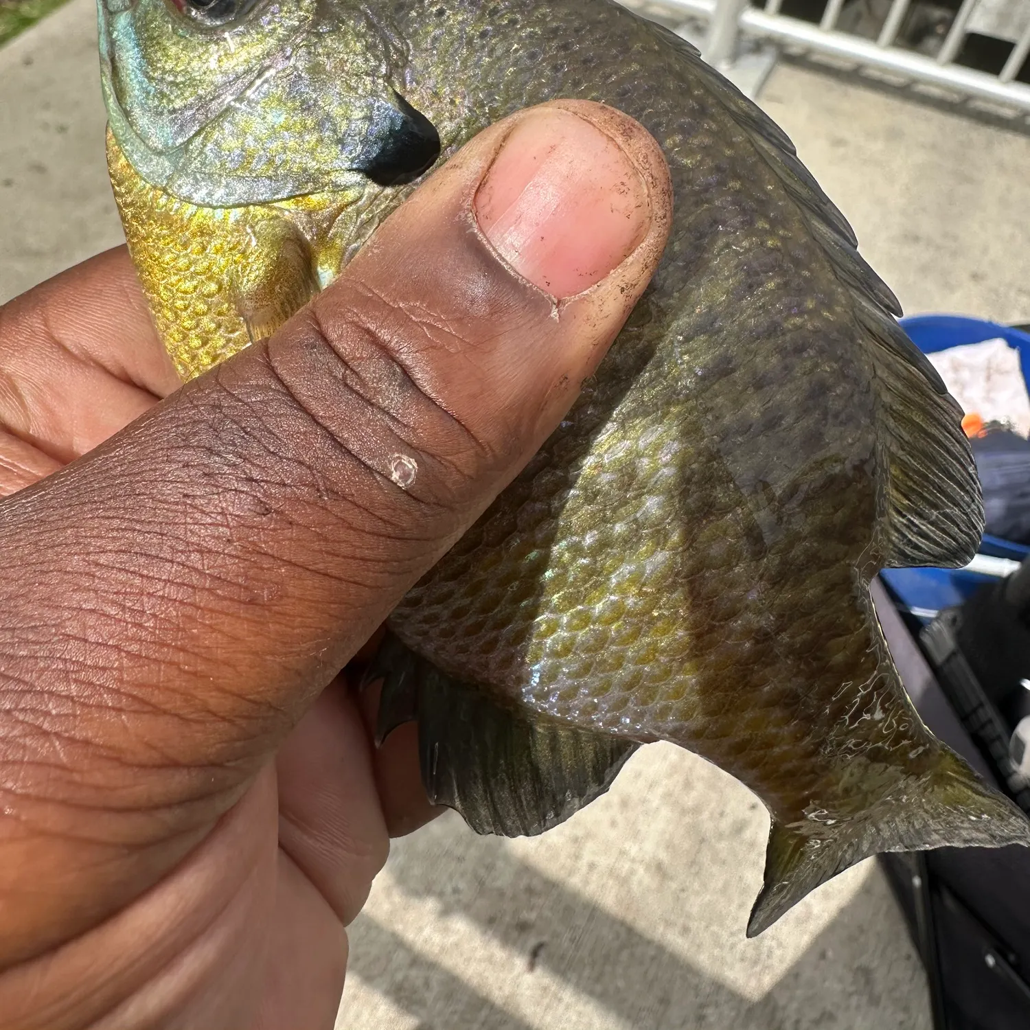 Bluegill caught on Fishbrain