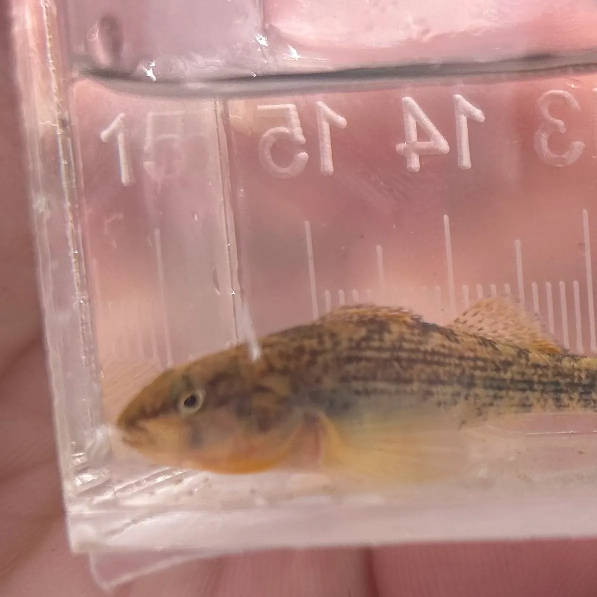 The most recent Orangethroat darter catches on Fishbrain