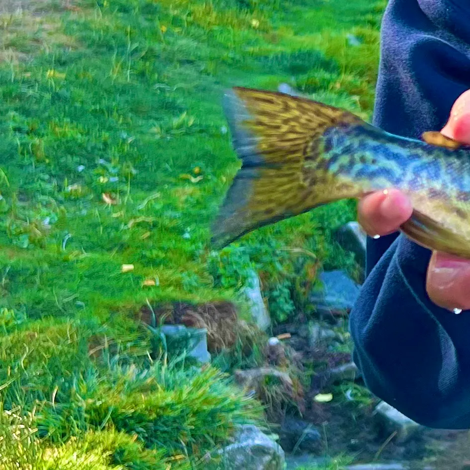The most recent Tiger trout catches on Fishbrain