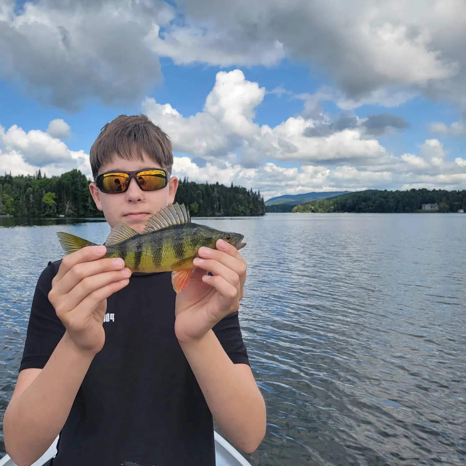 Yellow perch caught on Fishbrain